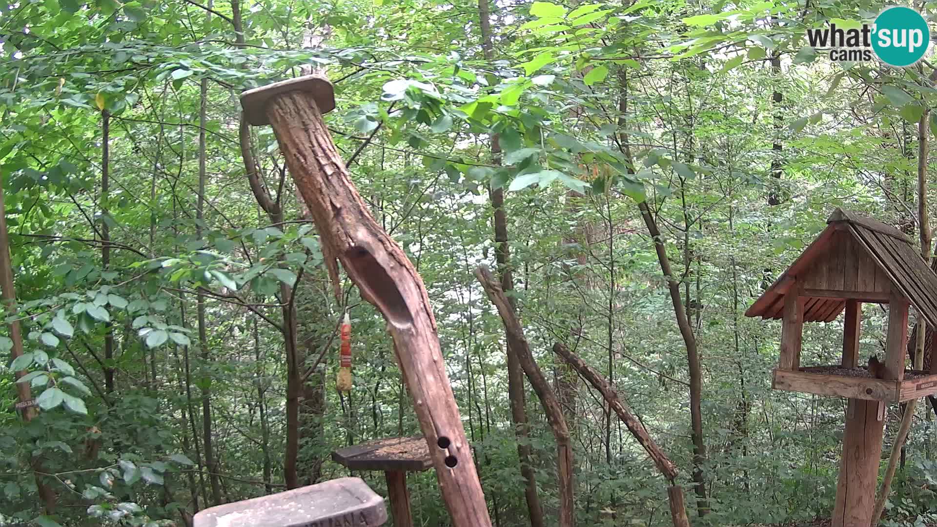 Bird feeders at ZOO Ljubljana webcam