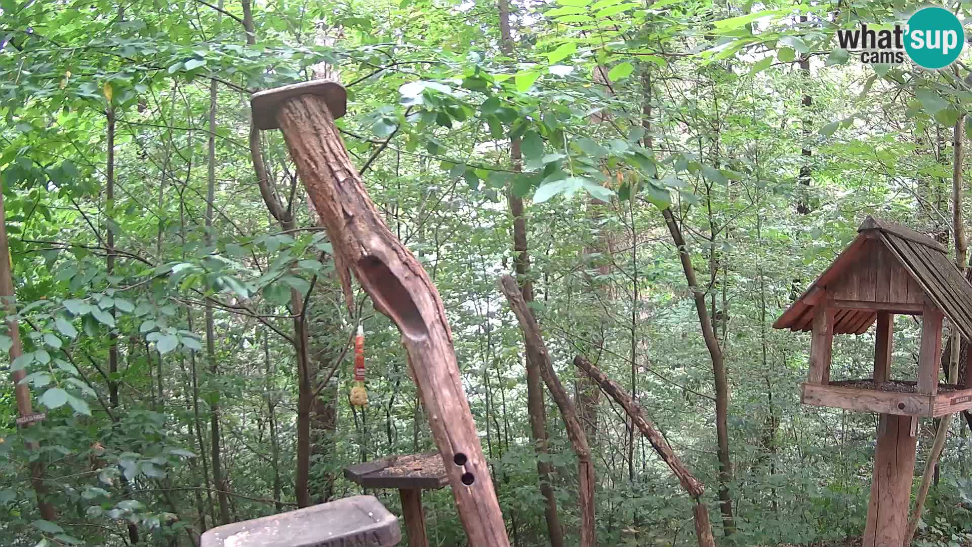 Hranilice za ptice u ZOO web kamera Ljubljana