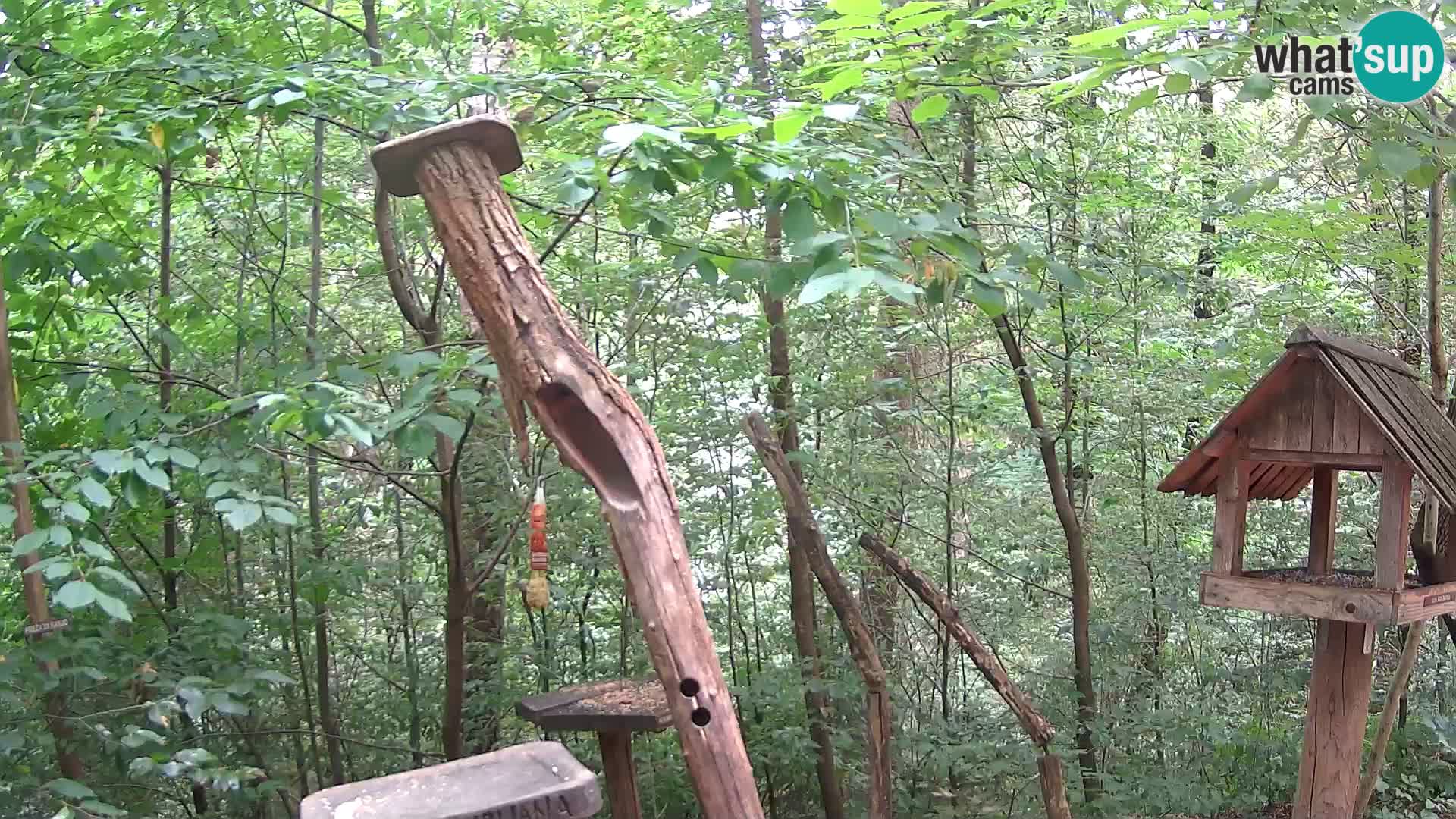 Bird feeders at ZOO Ljubljana webcam