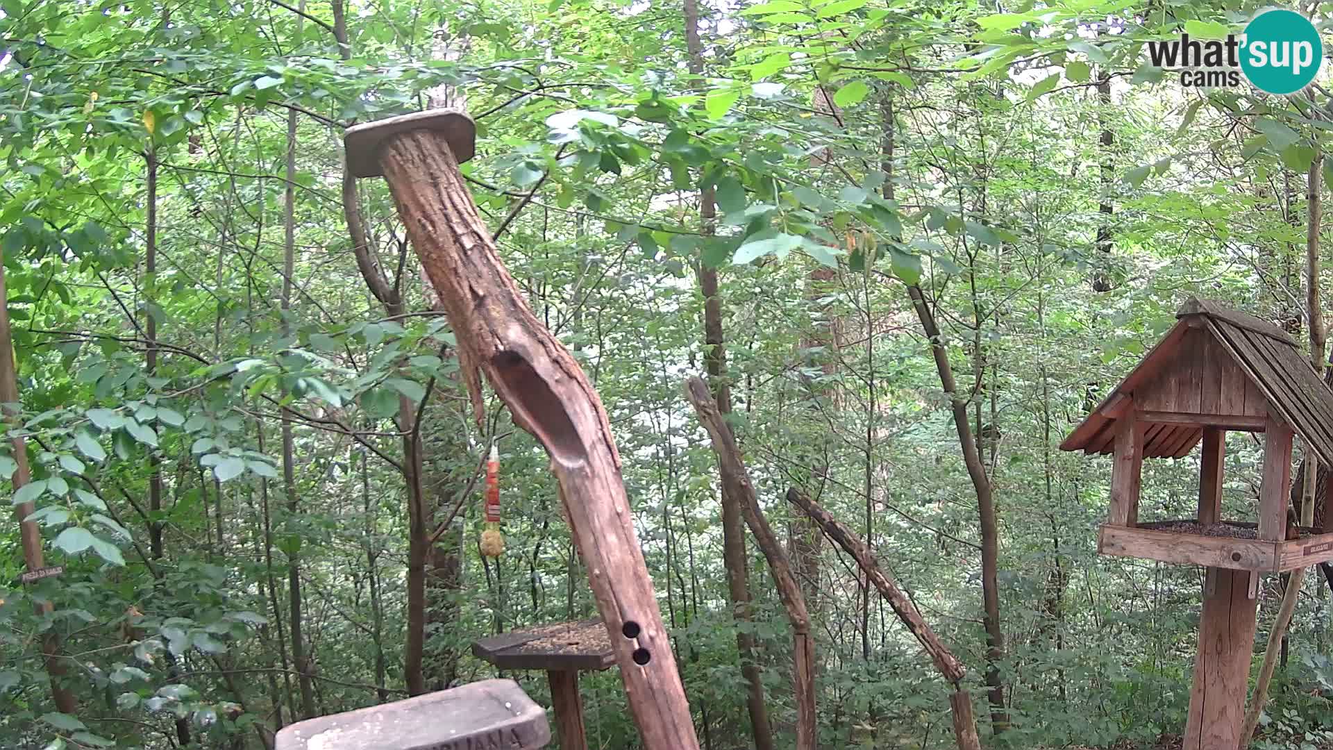 Mangeoires pour oiseaux au ZOO live webcam Ljubljana