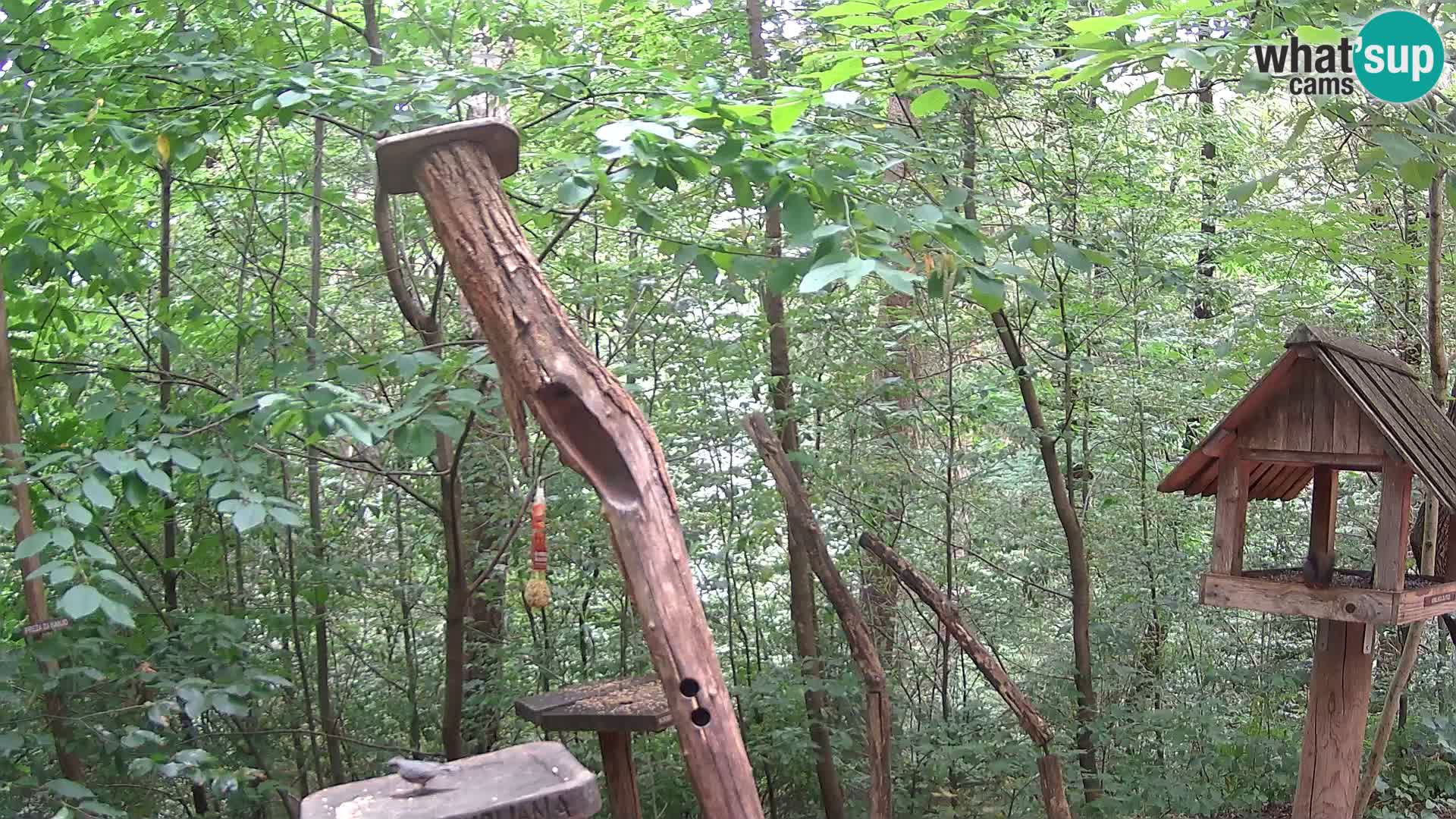 Bird feeders at ZOO Ljubljana webcam