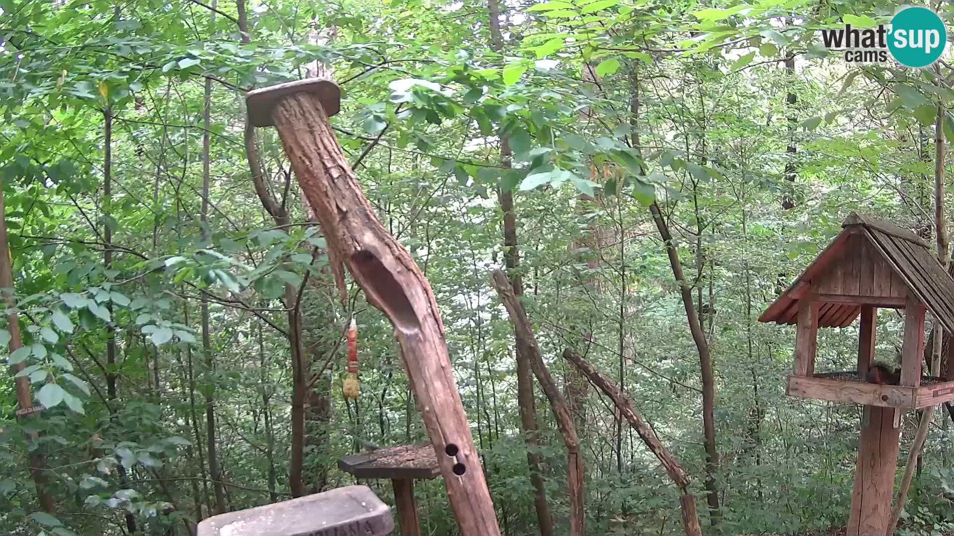 Comederos para pájaros en ZOO Ljubljana camera en vivo