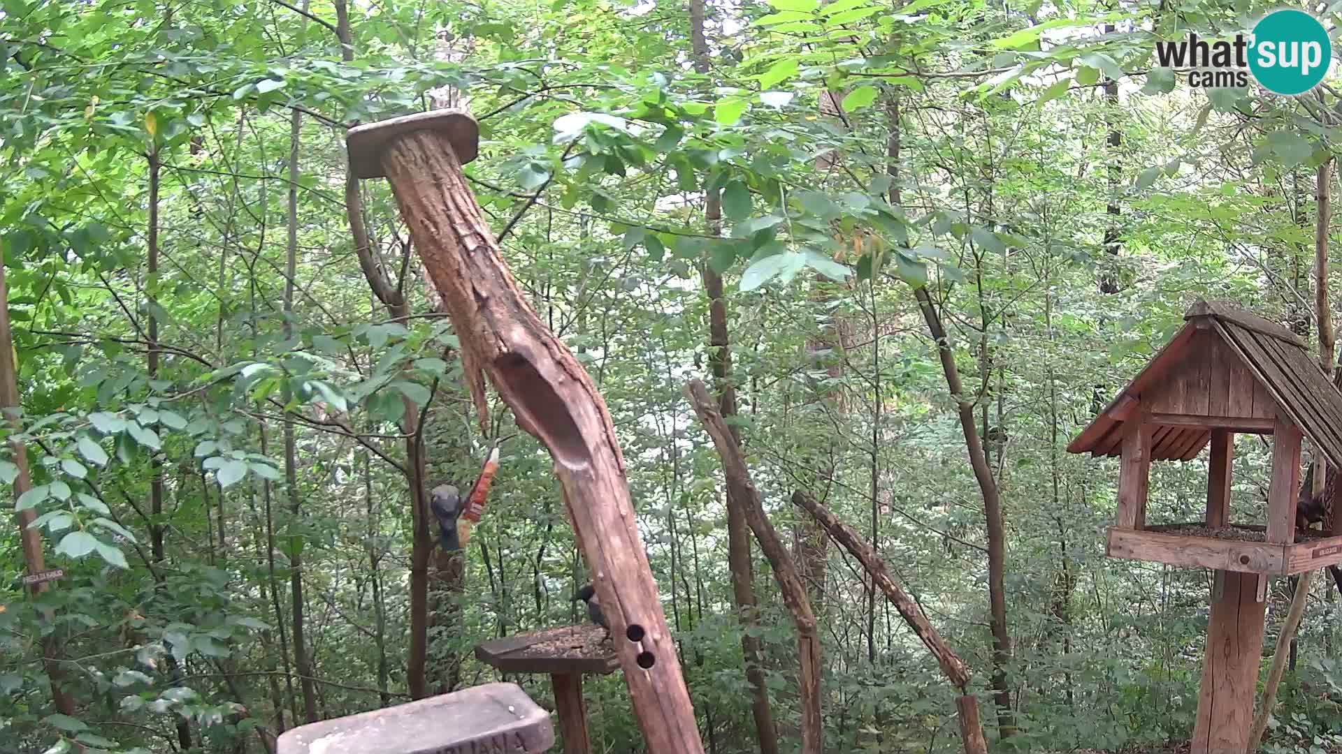 Vogelfutterhäuschen im ZOO webcam Ljubljana