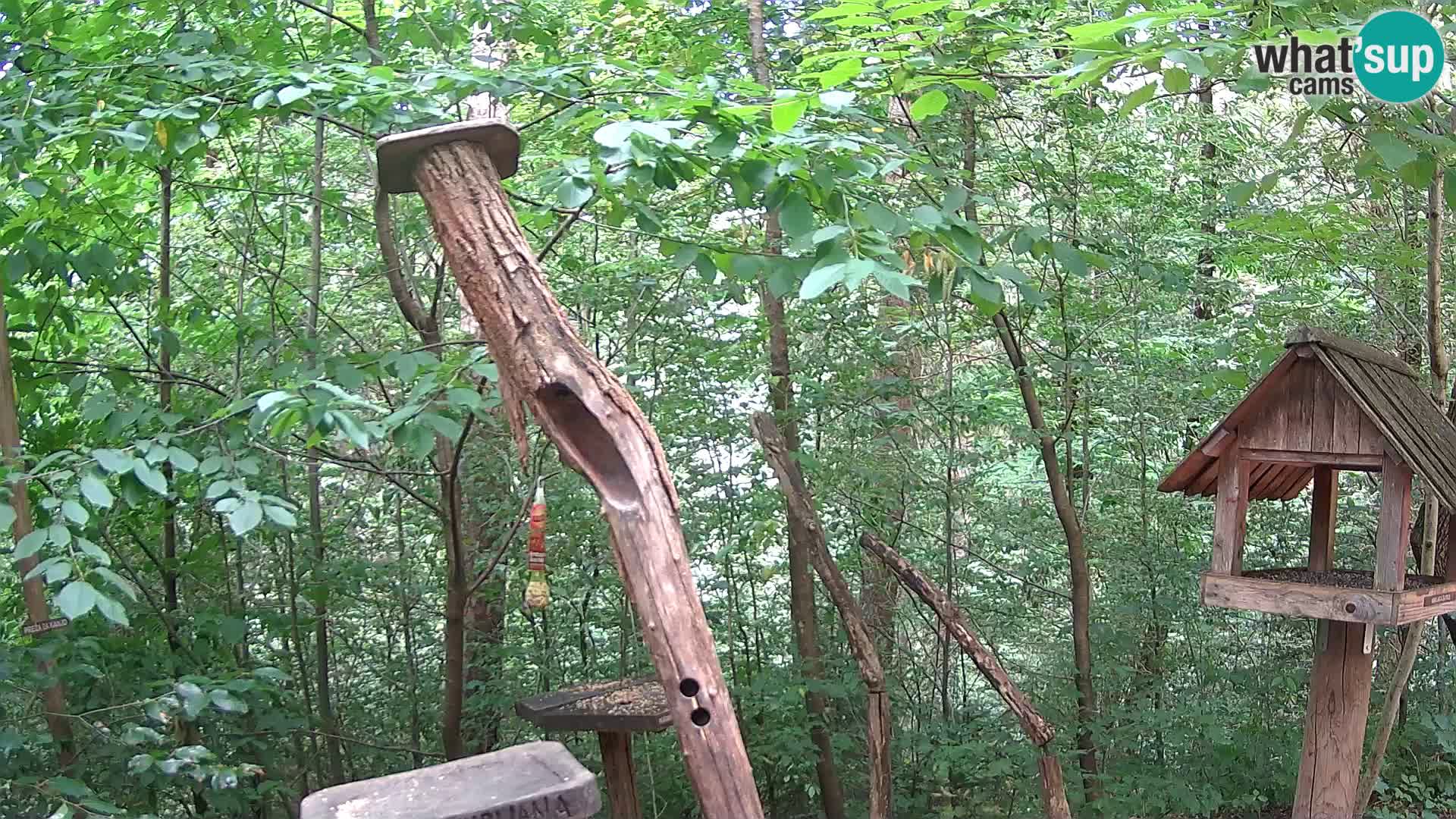 Krmilnice za ptiče v ZOO Ljubljana spletna kamera