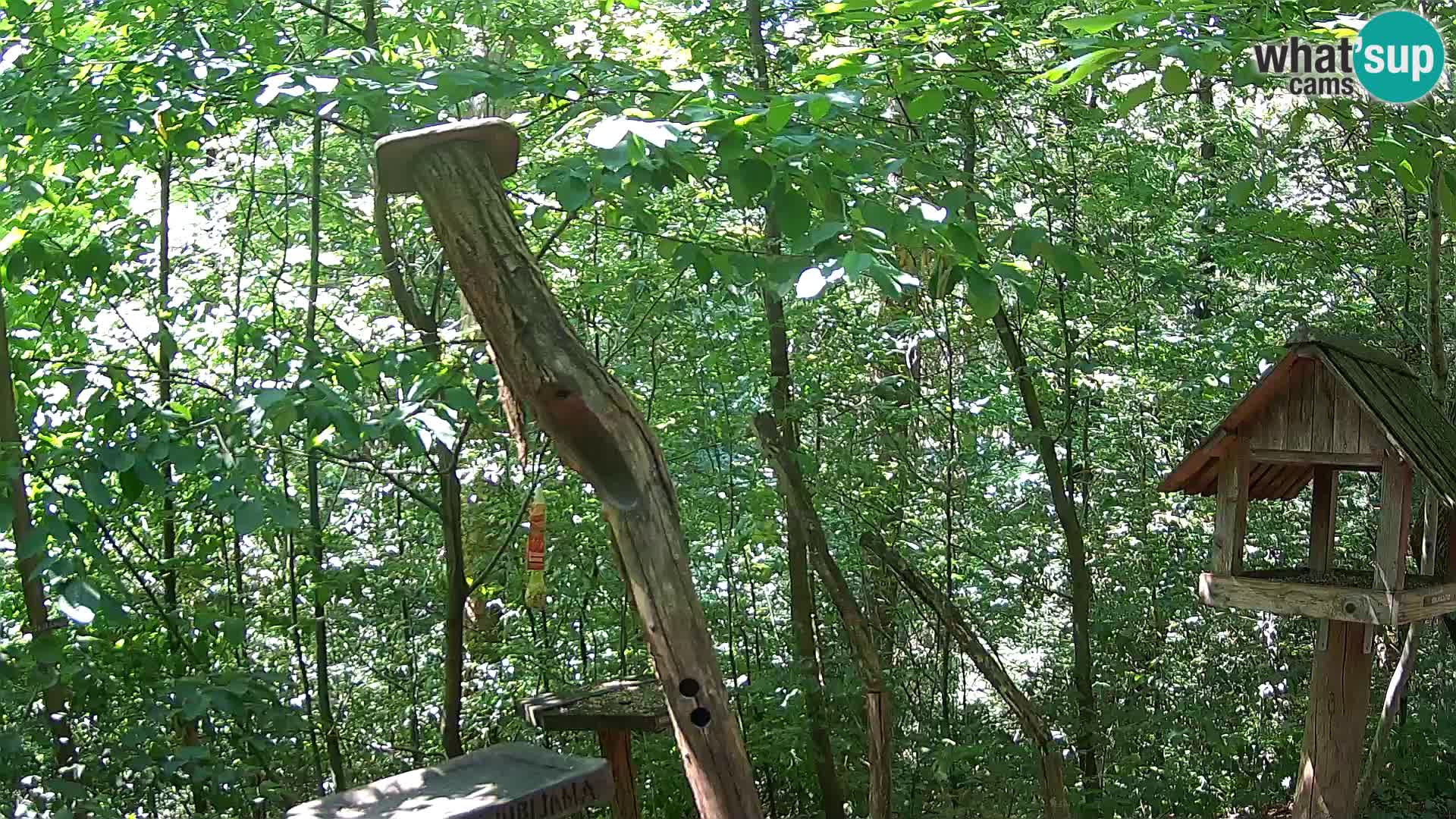 Mangeoires pour oiseaux au ZOO live webcam Ljubljana