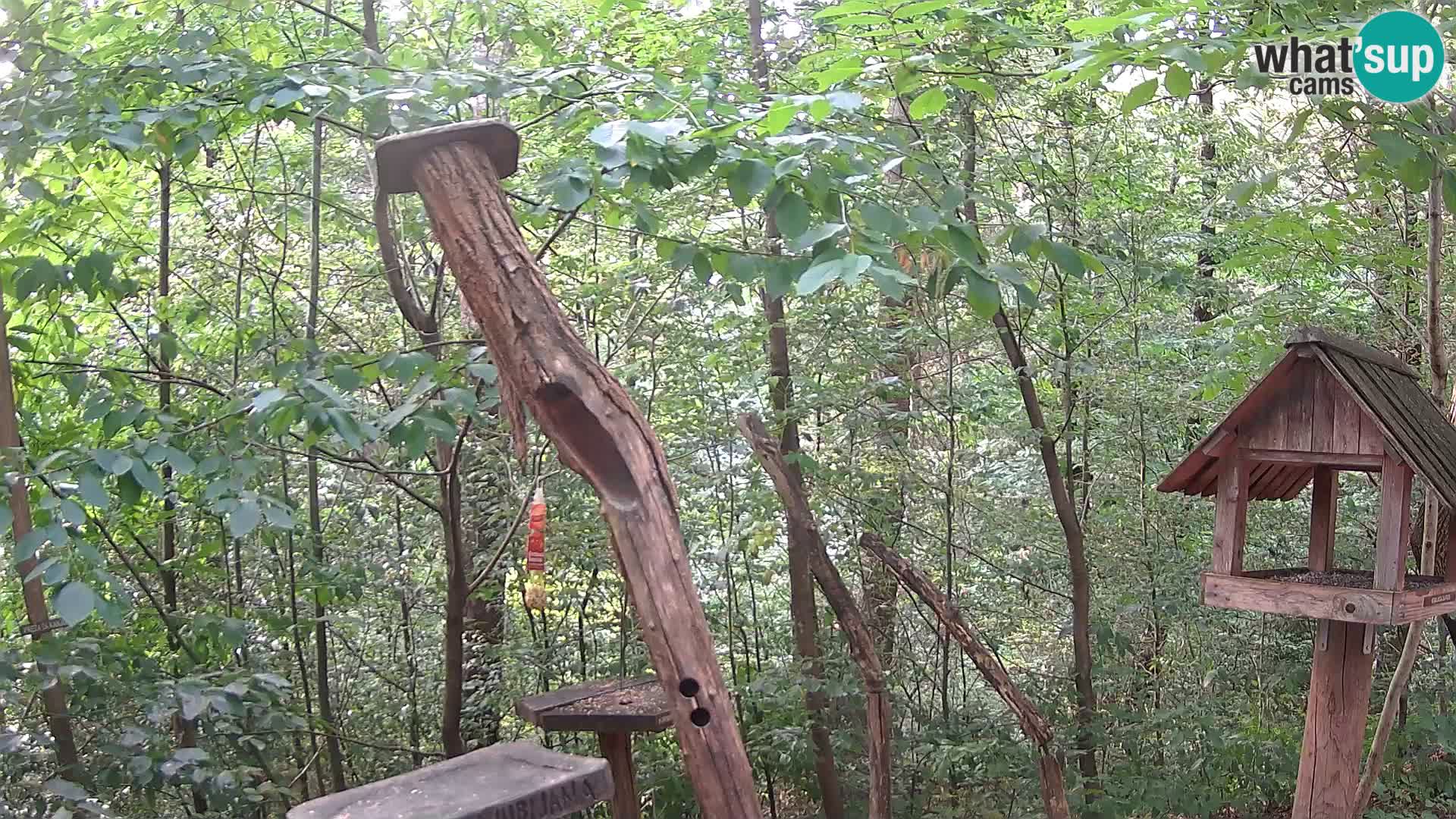 Hranilice za ptice u ZOO web kamera Ljubljana