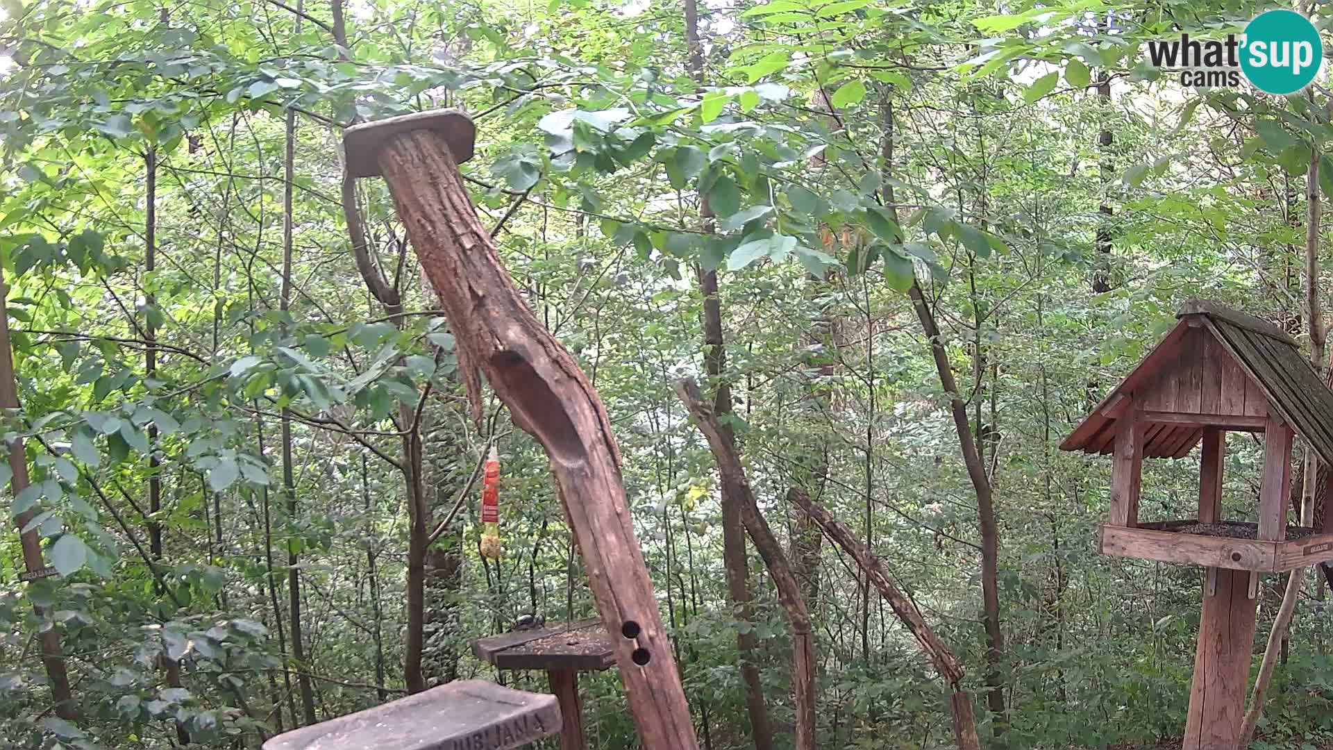 Bird feeders at ZOO Ljubljana webcam