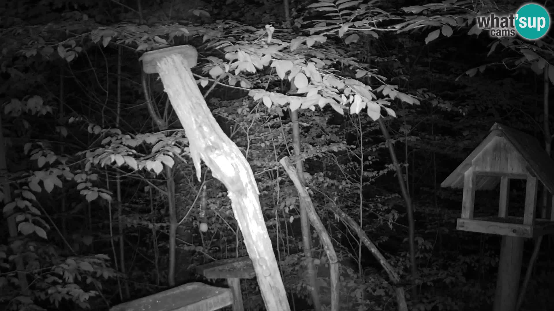Mangeoires pour oiseaux au ZOO live webcam Ljubljana