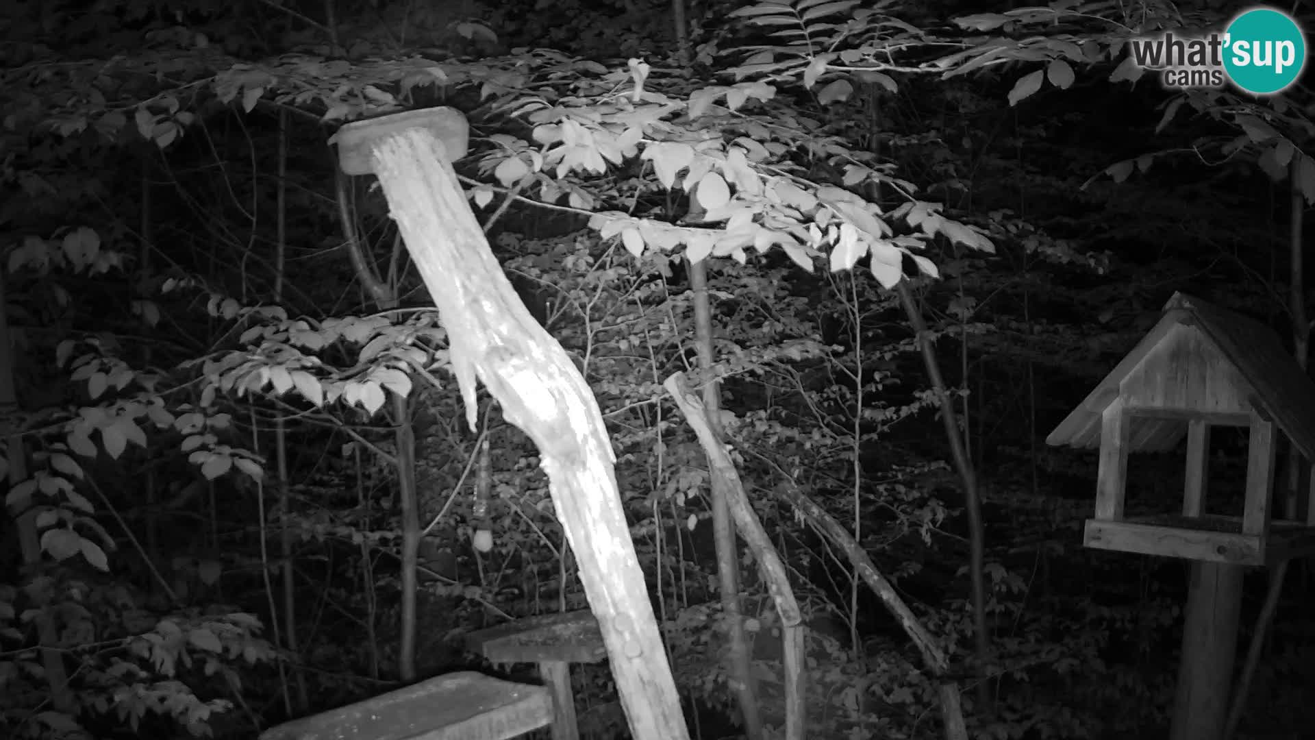 Mangiatoie per uccelli allo ZOO di Lubiana livecam