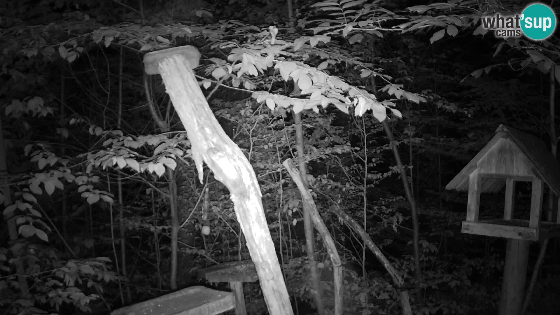 Mangiatoie per uccelli allo ZOO di Lubiana livecam