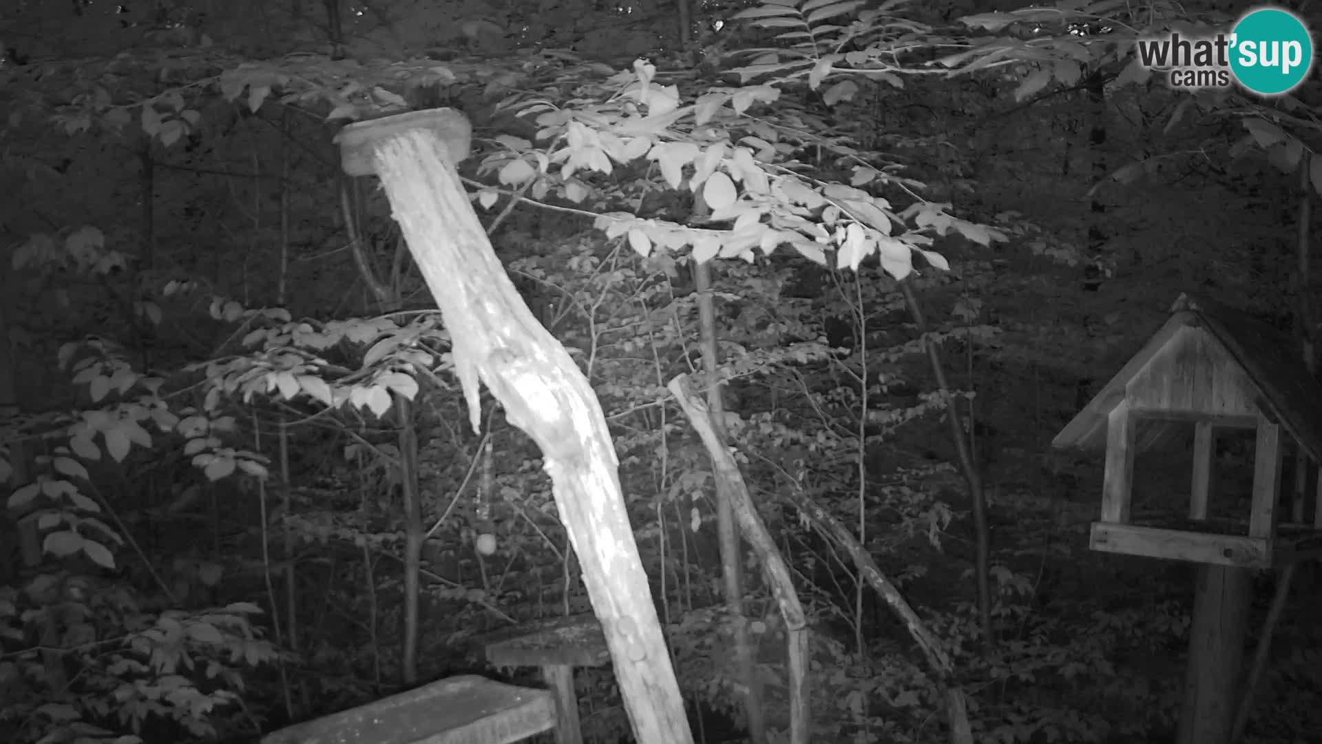 Mangiatoie per uccelli allo ZOO di Lubiana livecam