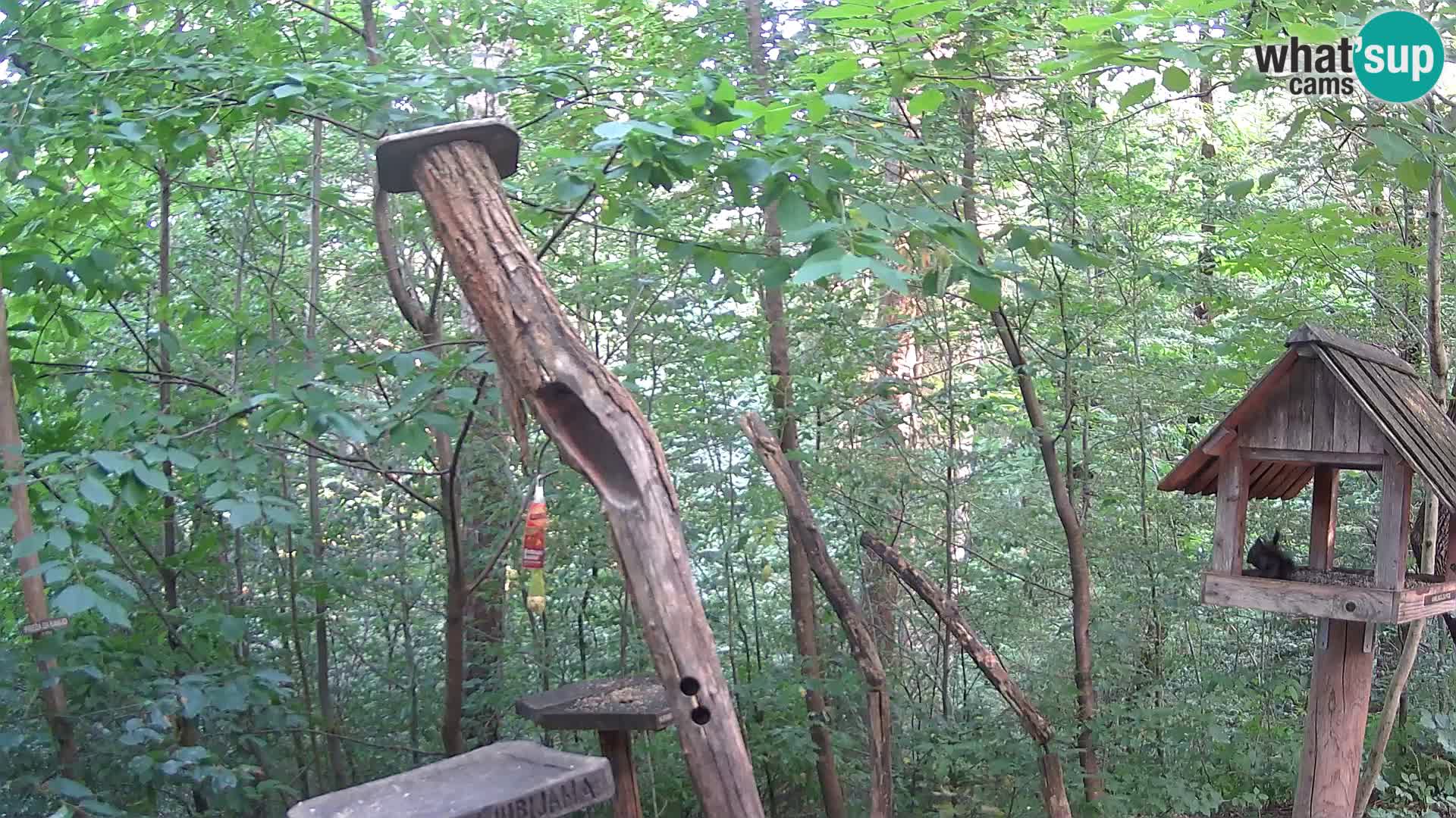 Vogelfutterhäuschen im ZOO webcam Ljubljana