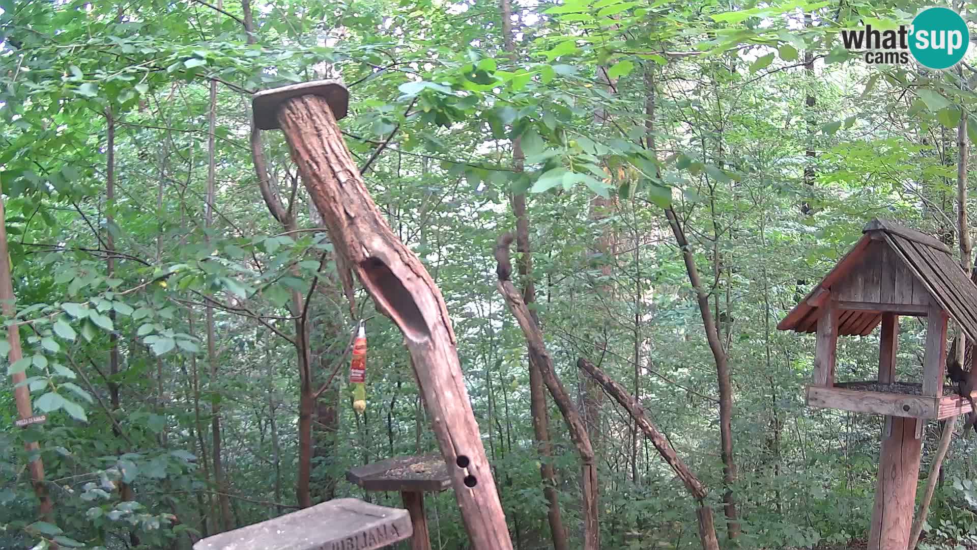 Mangeoires pour oiseaux au ZOO live webcam Ljubljana