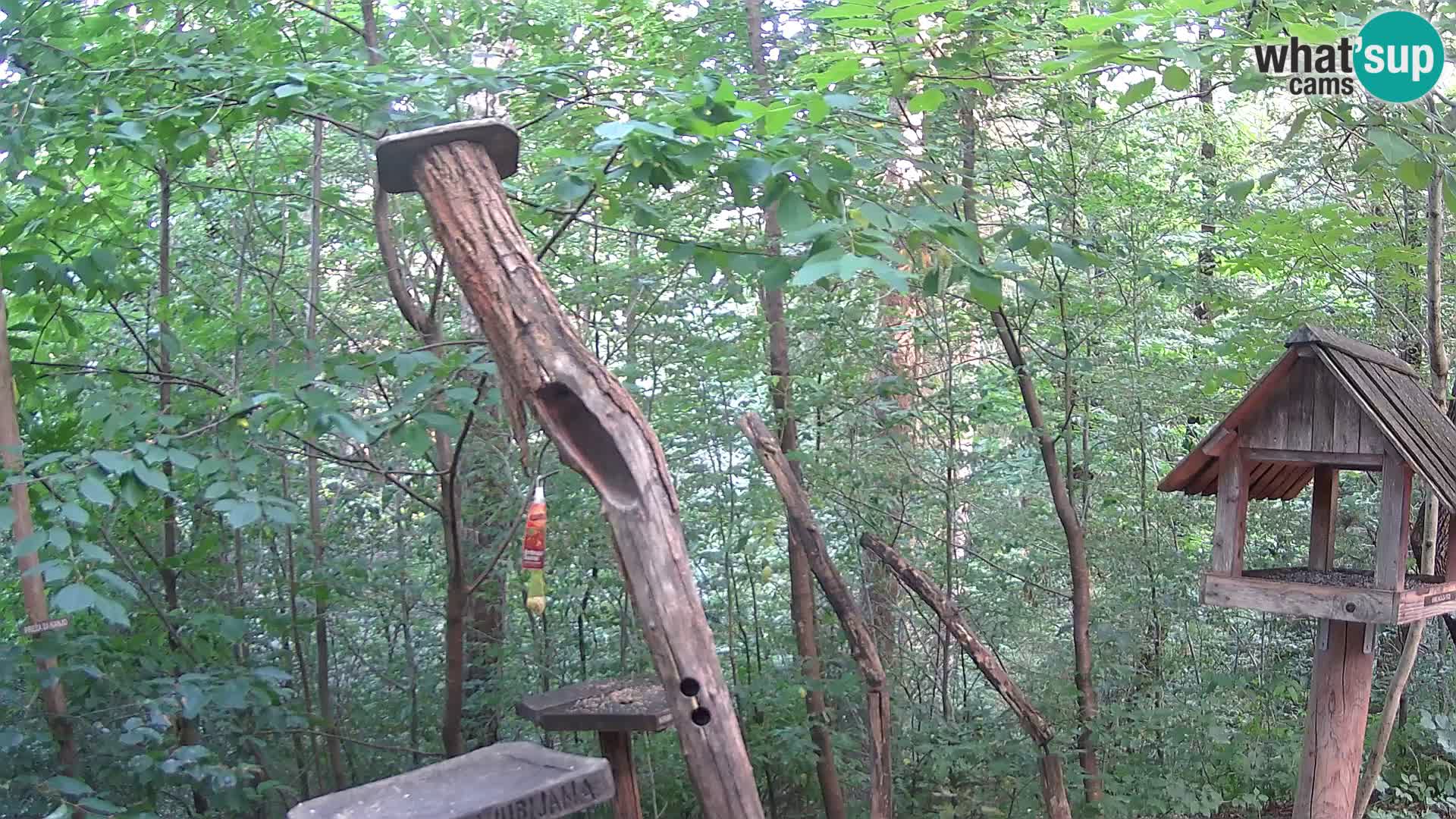 Vogelfutterhäuschen im ZOO webcam Ljubljana