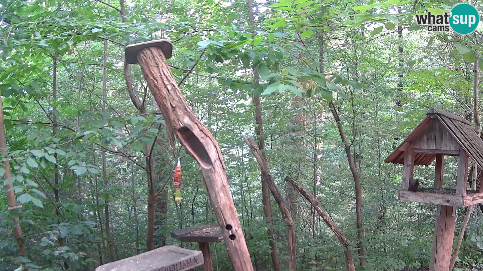 Krmilnice za ptiče v ZOO Ljubljana spletna kamera