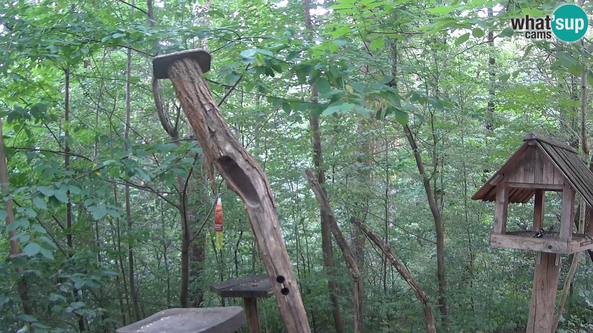 Bird feeders at ZOO Ljubljana webcam