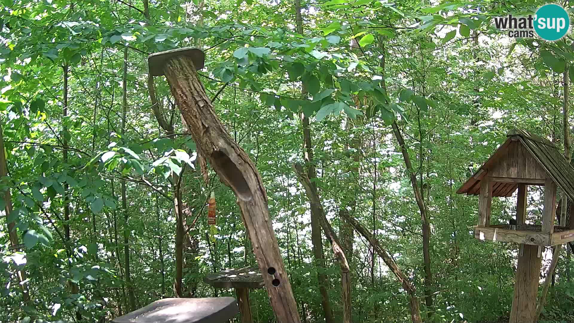 Vogelfutterhäuschen im ZOO webcam Ljubljana