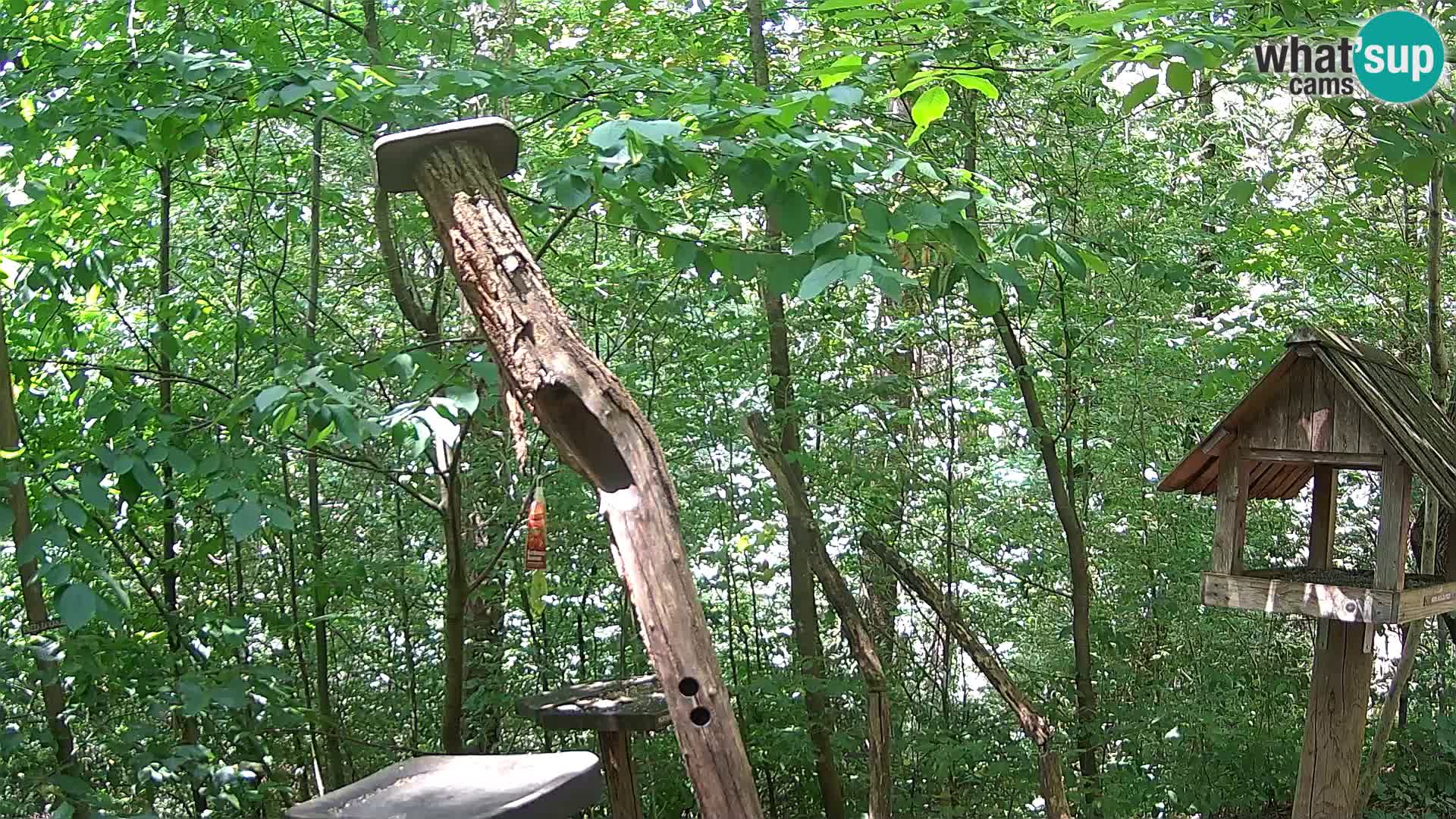 Bird feeders at ZOO Ljubljana webcam