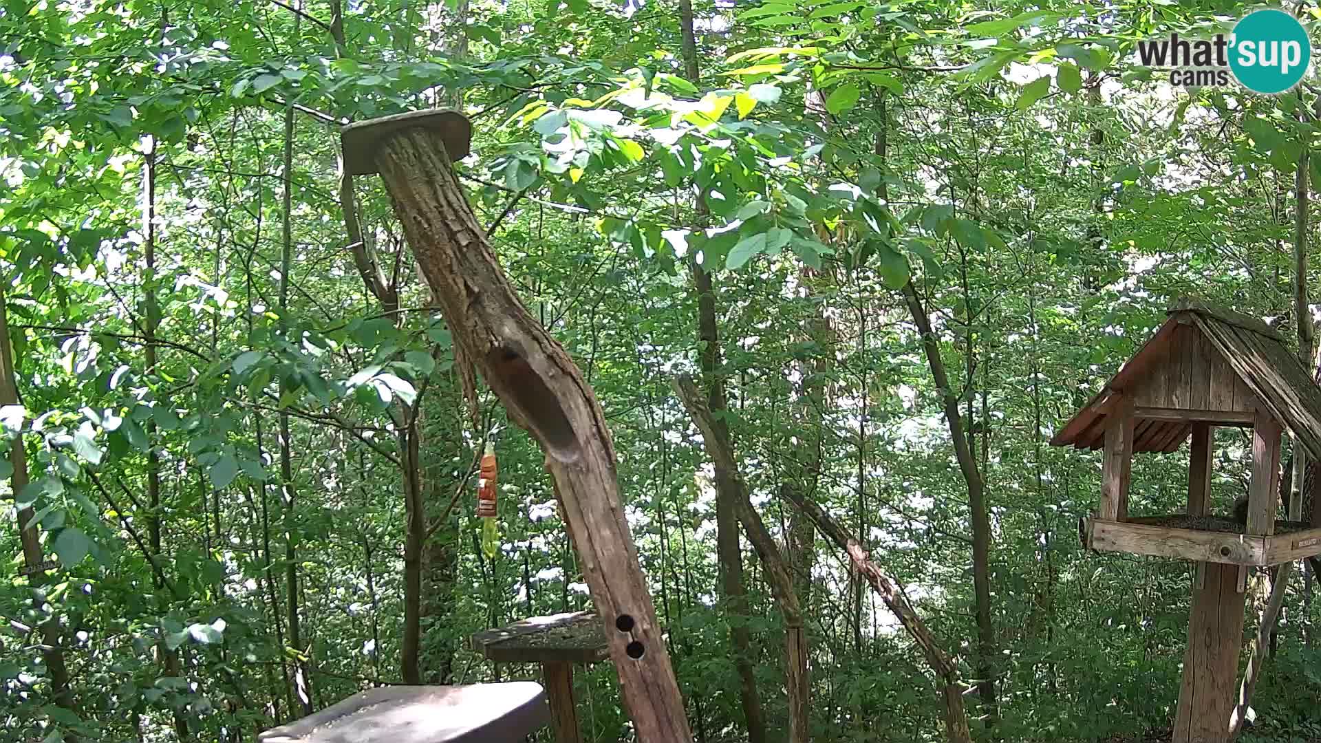 Hranilice za ptice u ZOO web kamera Ljubljana