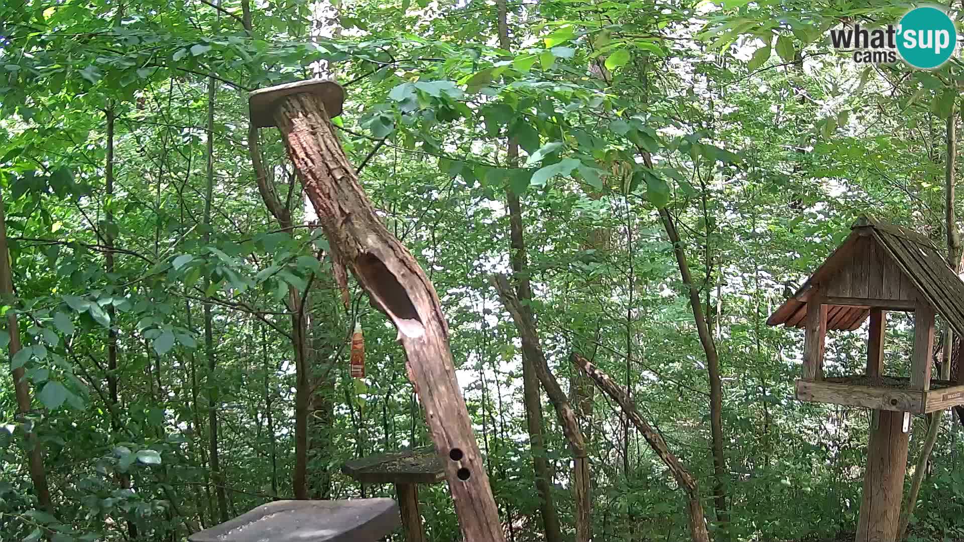 Mangiatoie per uccelli allo ZOO di Lubiana livecam