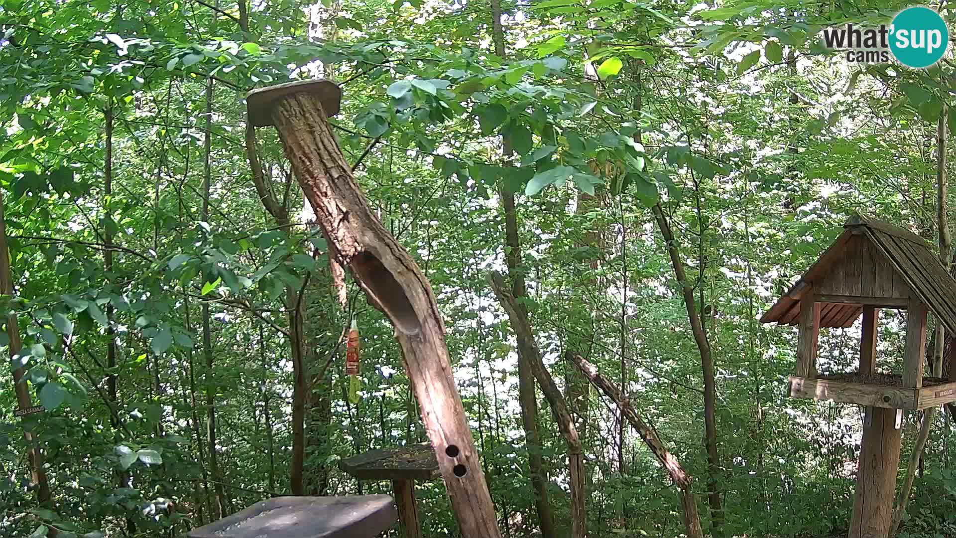 Hranilice za ptice u ZOO web kamera Ljubljana