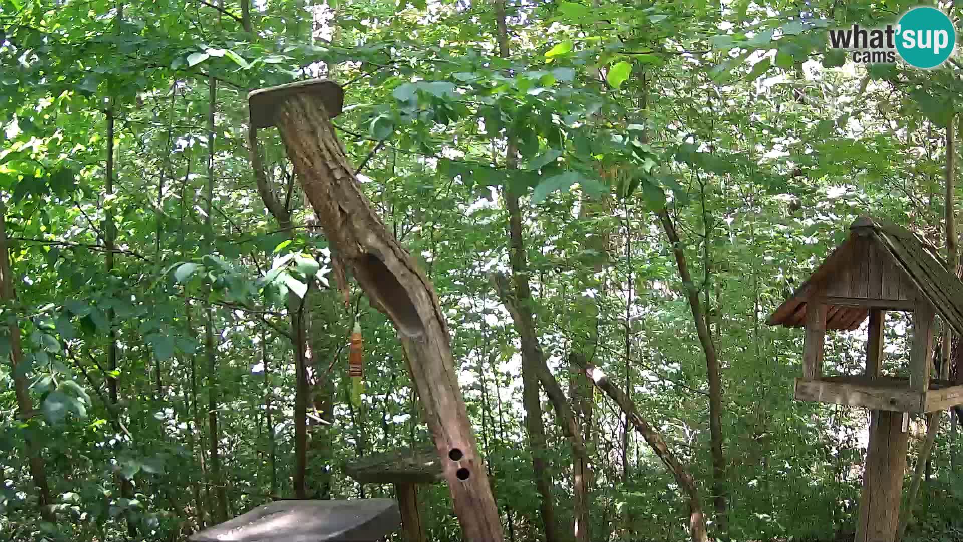 Vogelfutterhäuschen im ZOO webcam Ljubljana