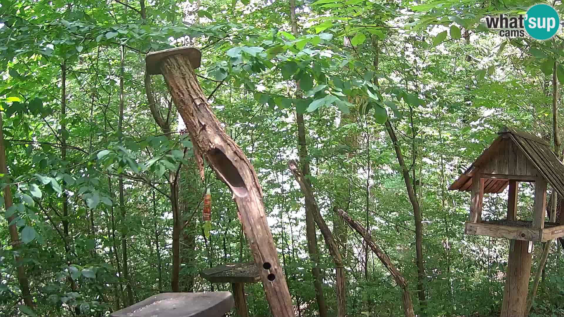 Krmilnice za ptiče v ZOO Ljubljana spletna kamera