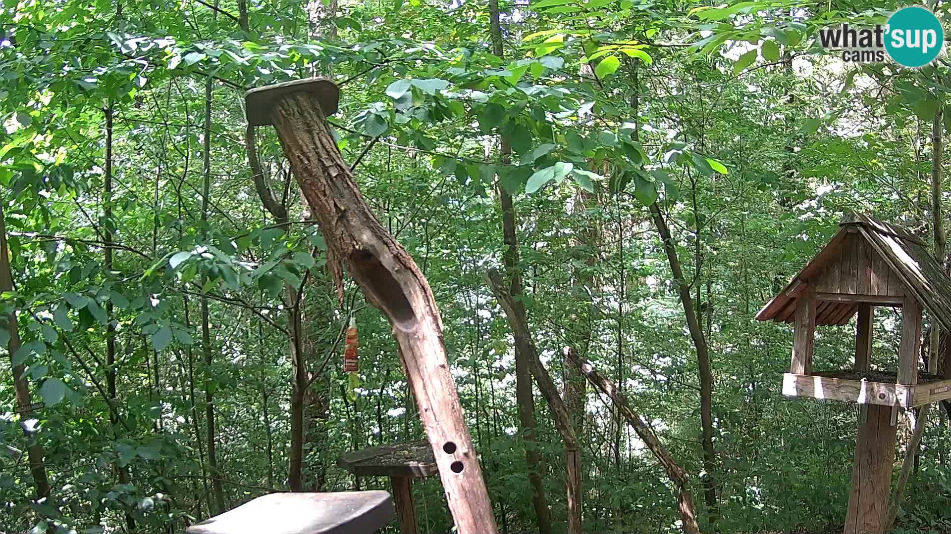 Bird feeders at ZOO Ljubljana webcam