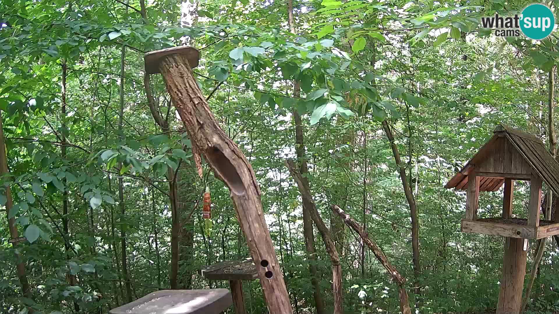 Hranilice za ptice u ZOO web kamera Ljubljana