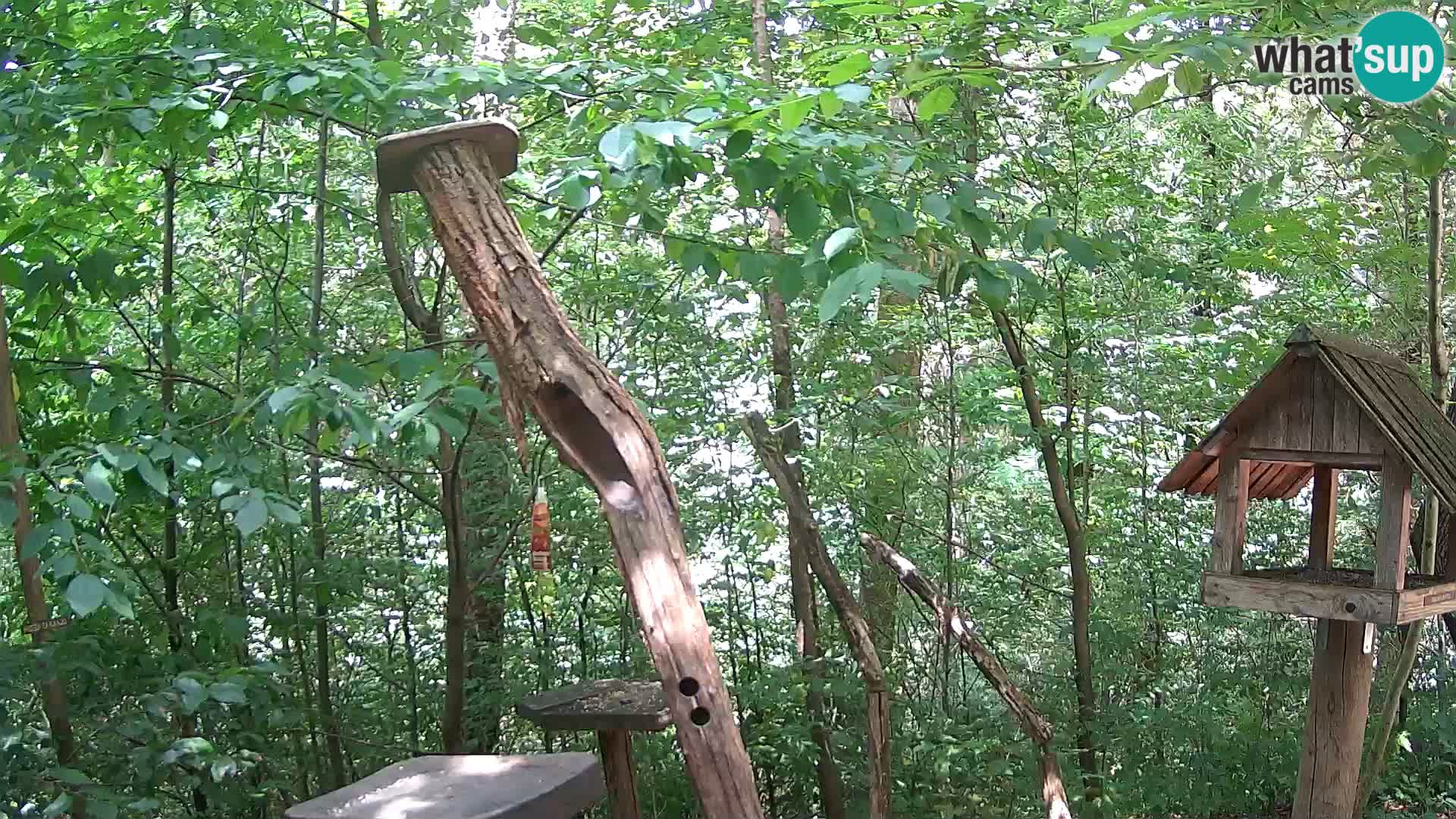 Vogelfutterhäuschen im ZOO webcam Ljubljana