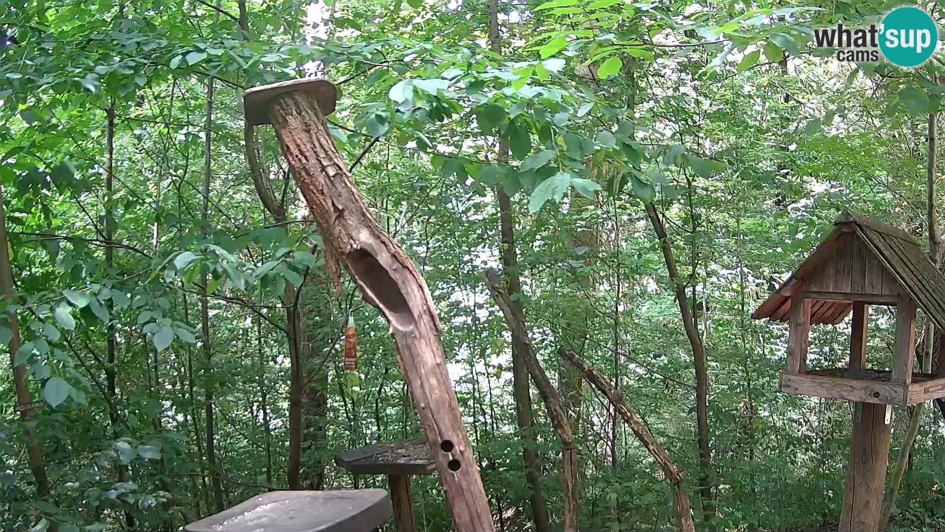 Mangeoires pour oiseaux au ZOO live webcam Ljubljana