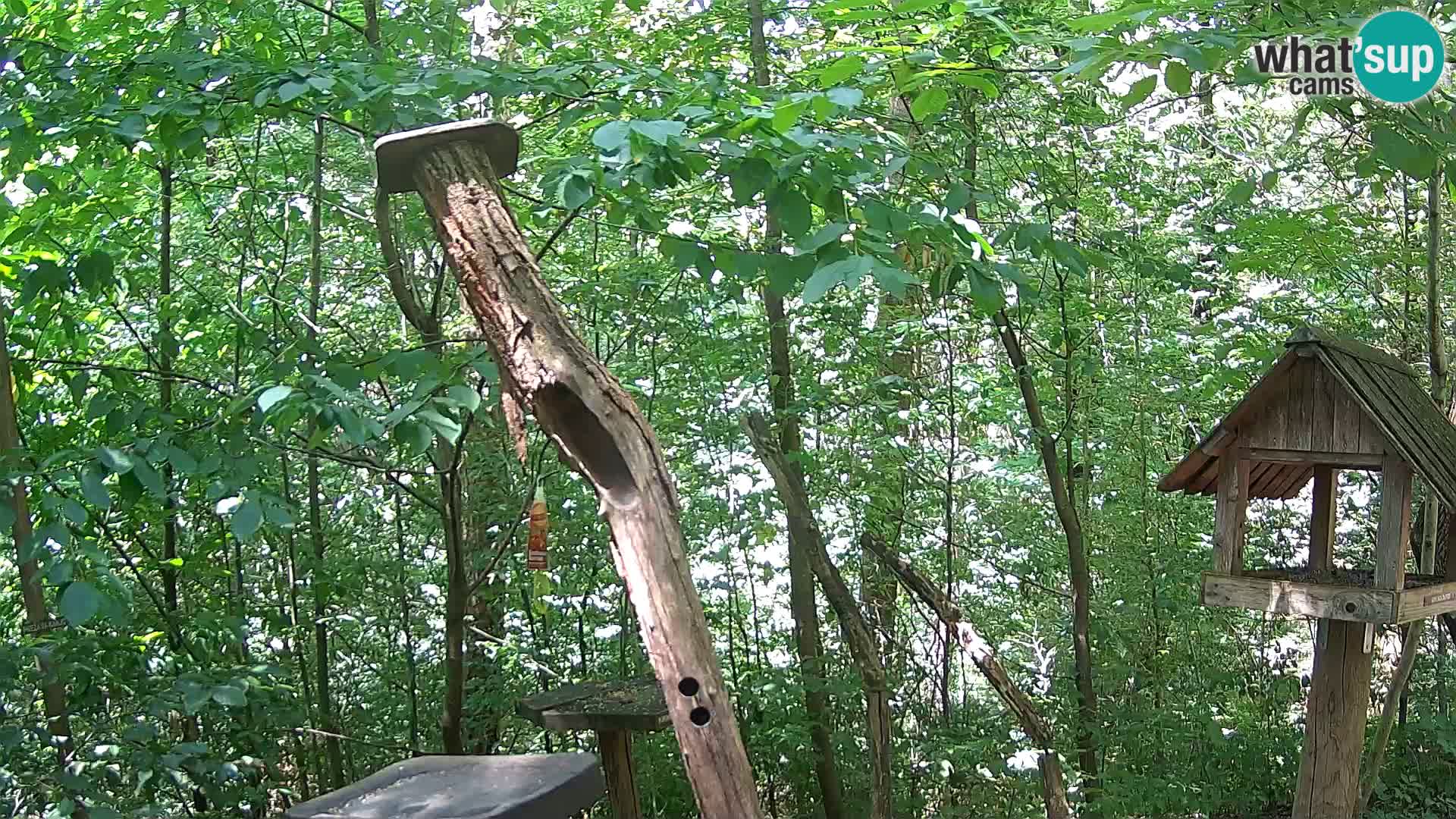 Mangeoires pour oiseaux au ZOO live webcam Ljubljana