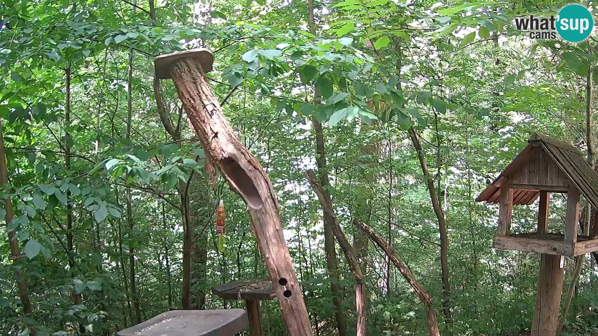 Hranilice za ptice u ZOO web kamera Ljubljana