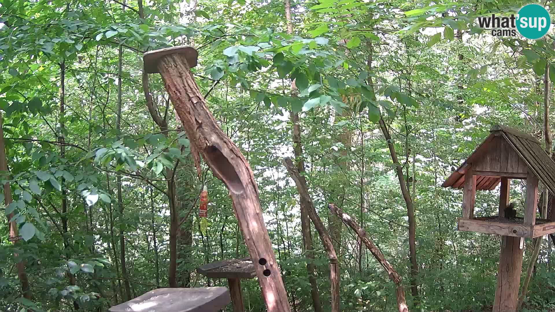 Mangiatoie per uccelli allo ZOO di Lubiana livecam