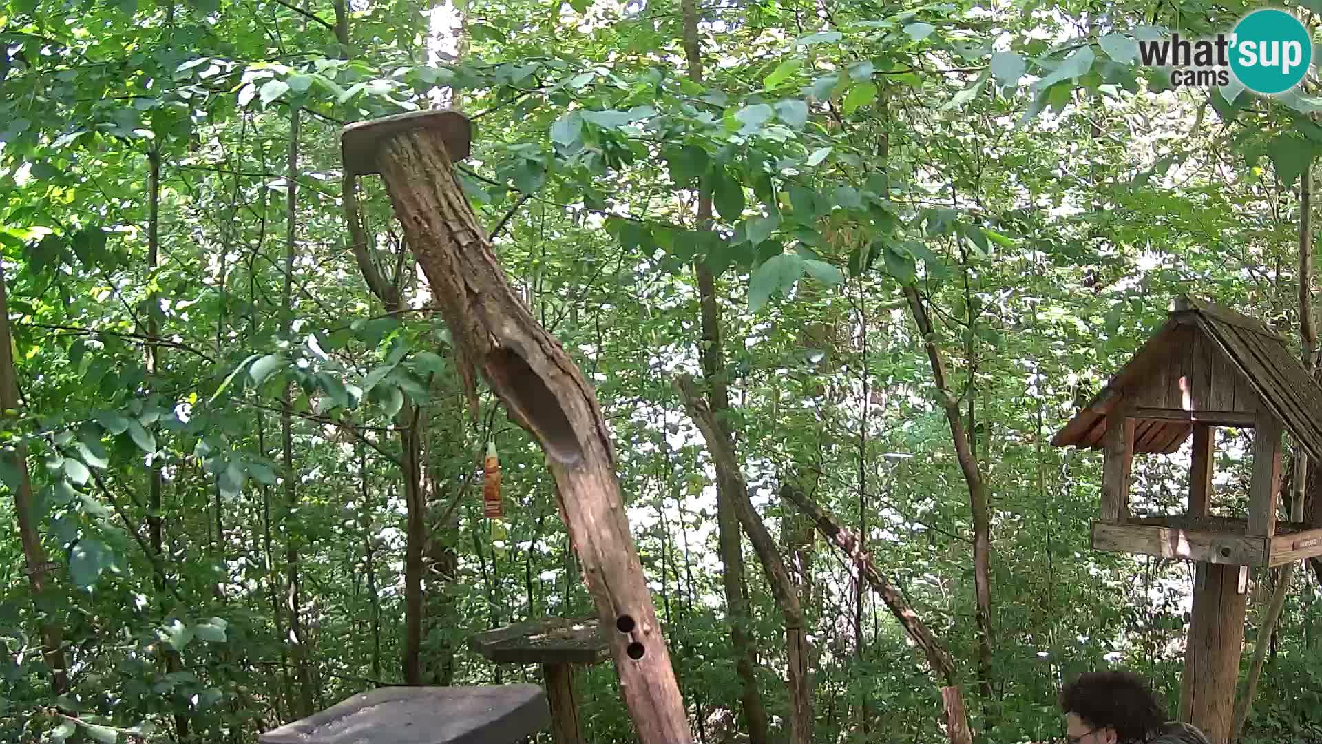 Mangiatoie per uccelli allo ZOO di Lubiana livecam