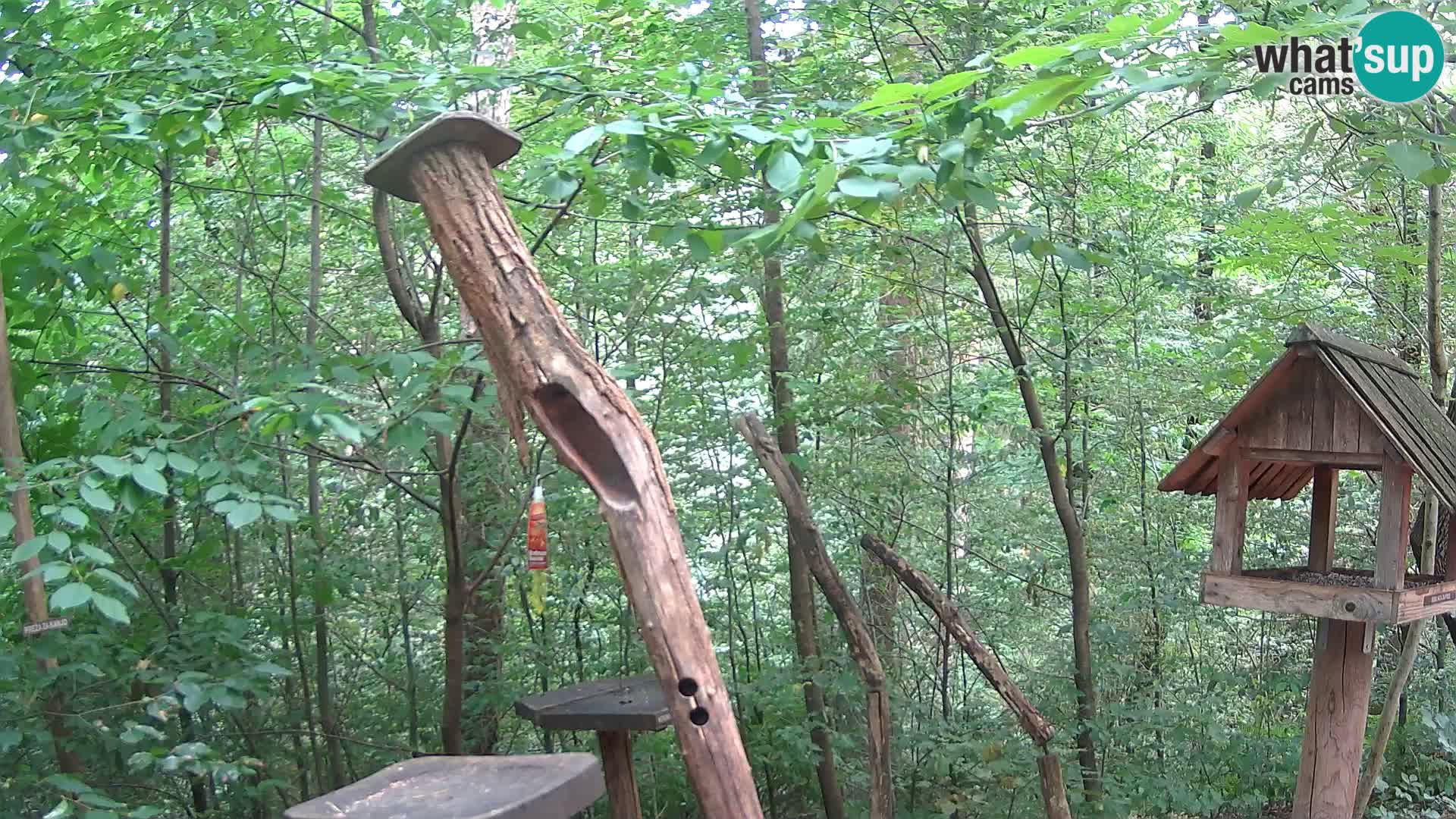 Bird feeders at ZOO Ljubljana webcam