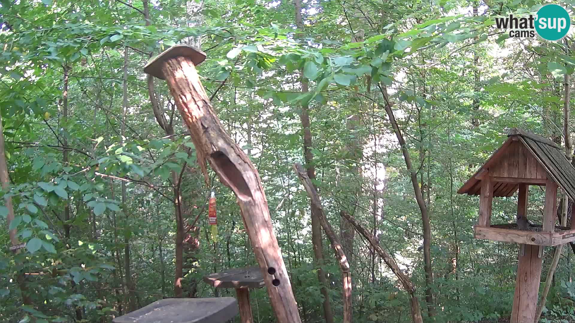 Mangeoires pour oiseaux au ZOO live webcam Ljubljana