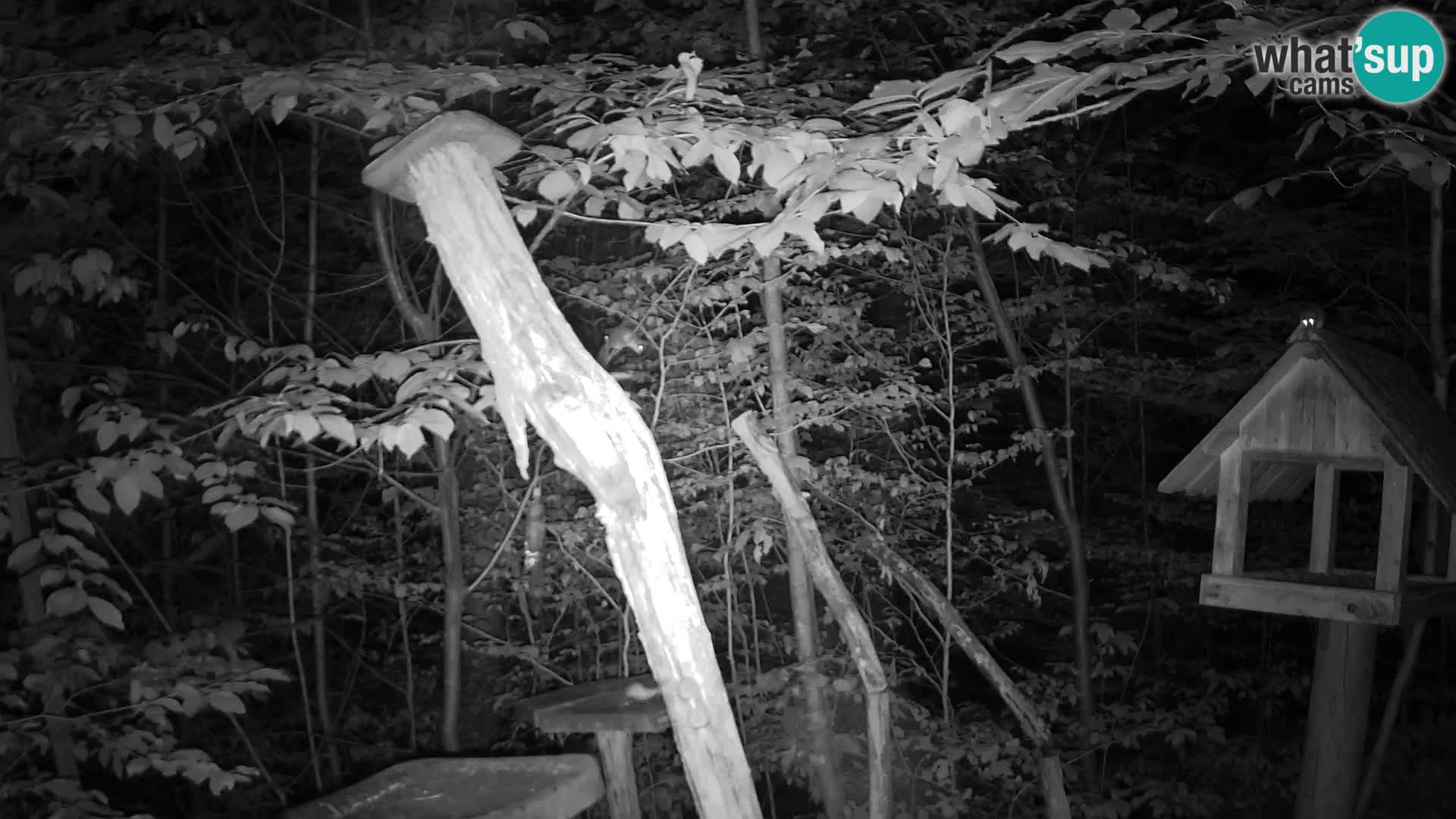 Bird feeders at ZOO Ljubljana webcam