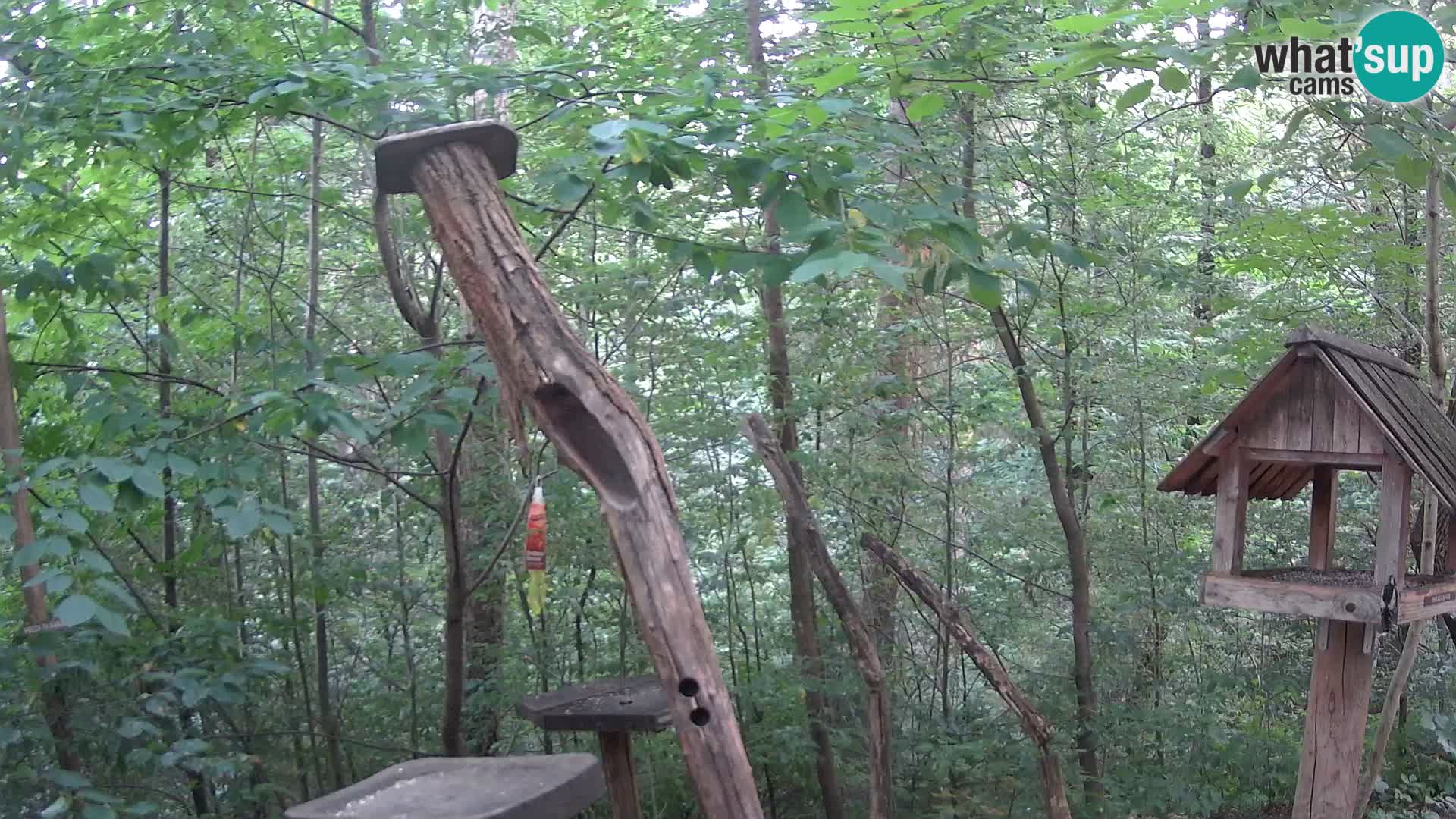 Hranilice za ptice u ZOO web kamera Ljubljana
