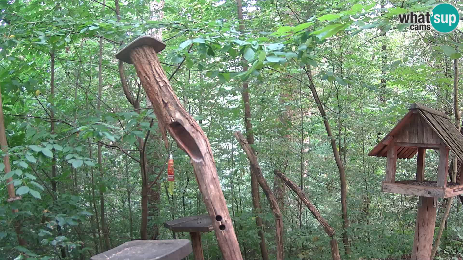 Hranilice za ptice u ZOO web kamera Ljubljana