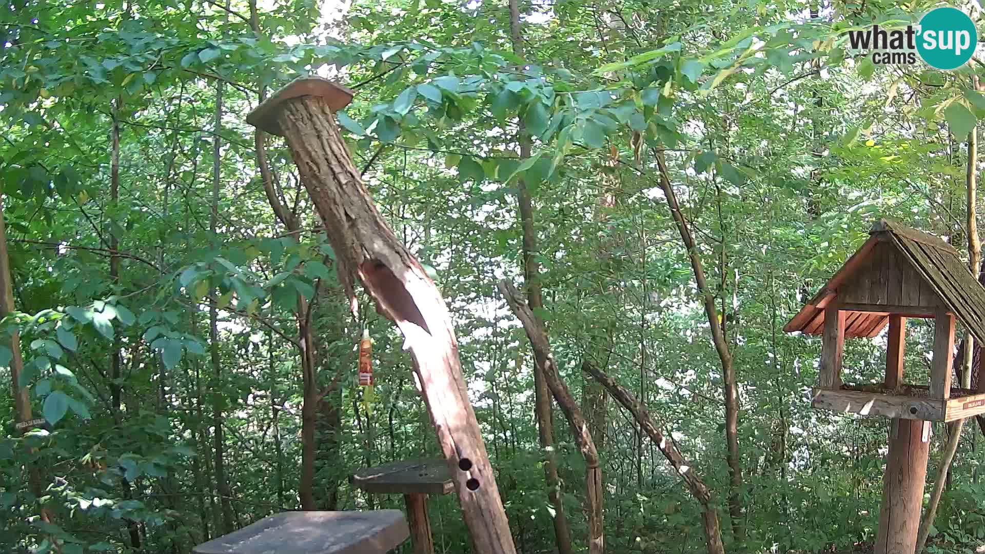 Hranilice za ptice u ZOO web kamera Ljubljana
