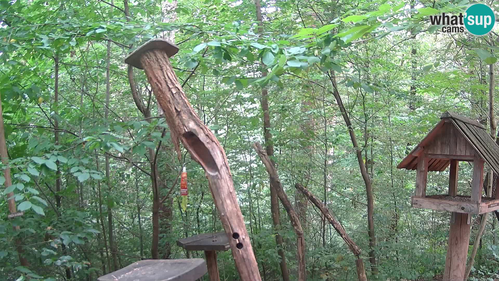 Vogelfutterhäuschen im ZOO webcam Ljubljana