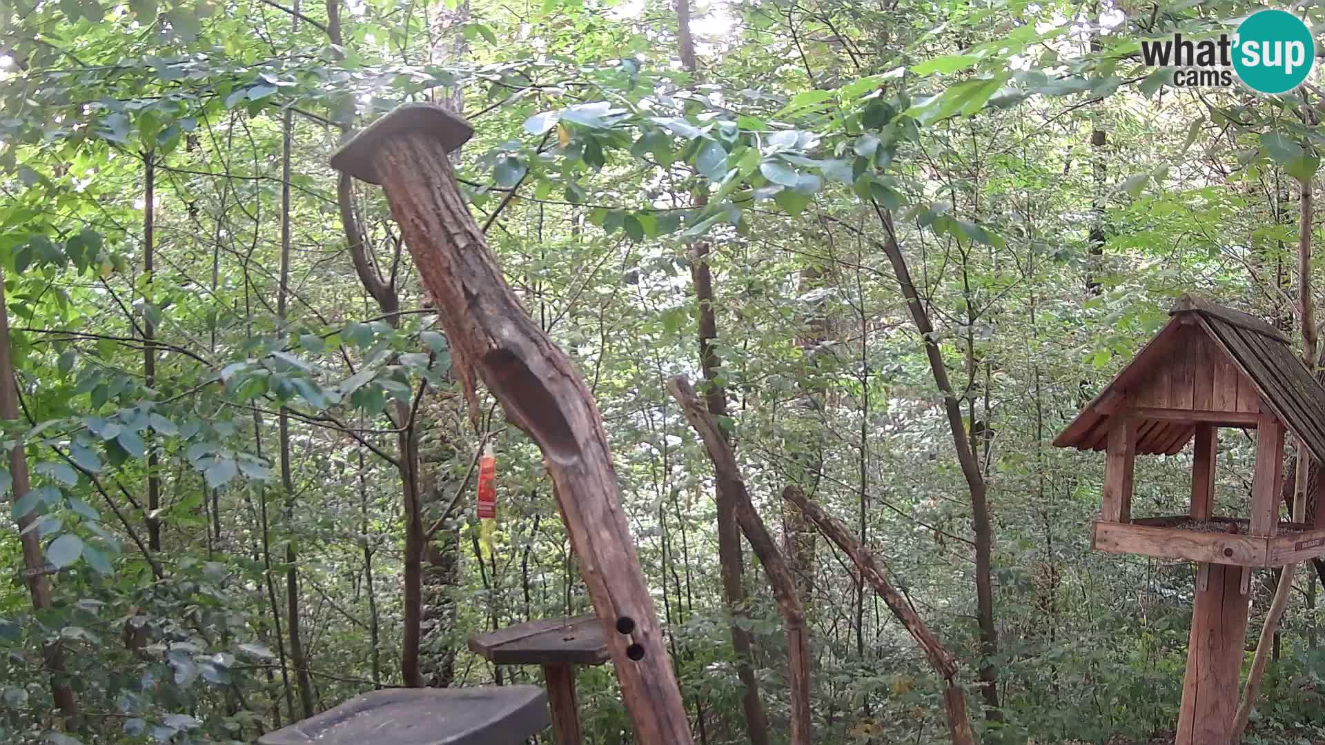Vogelfutterhäuschen im ZOO webcam Ljubljana