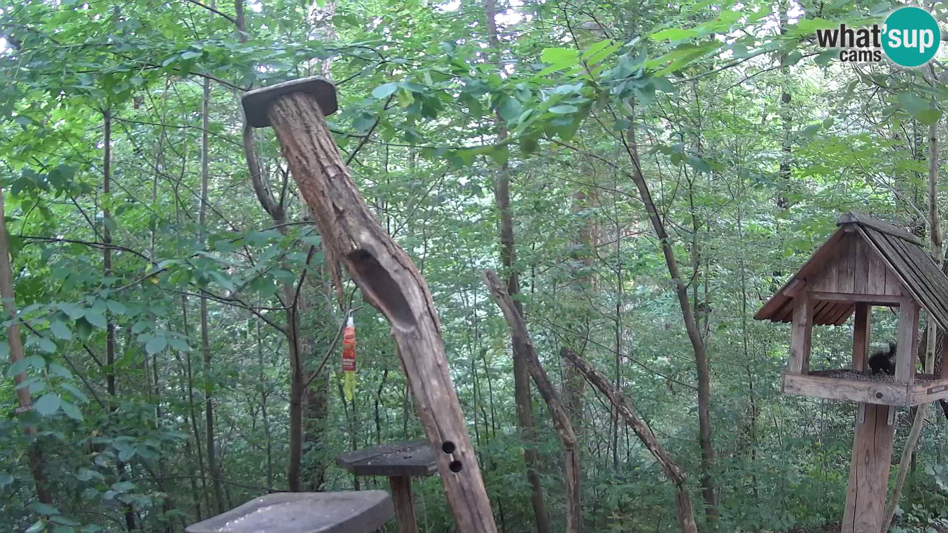 Mangeoires pour oiseaux au ZOO live webcam Ljubljana