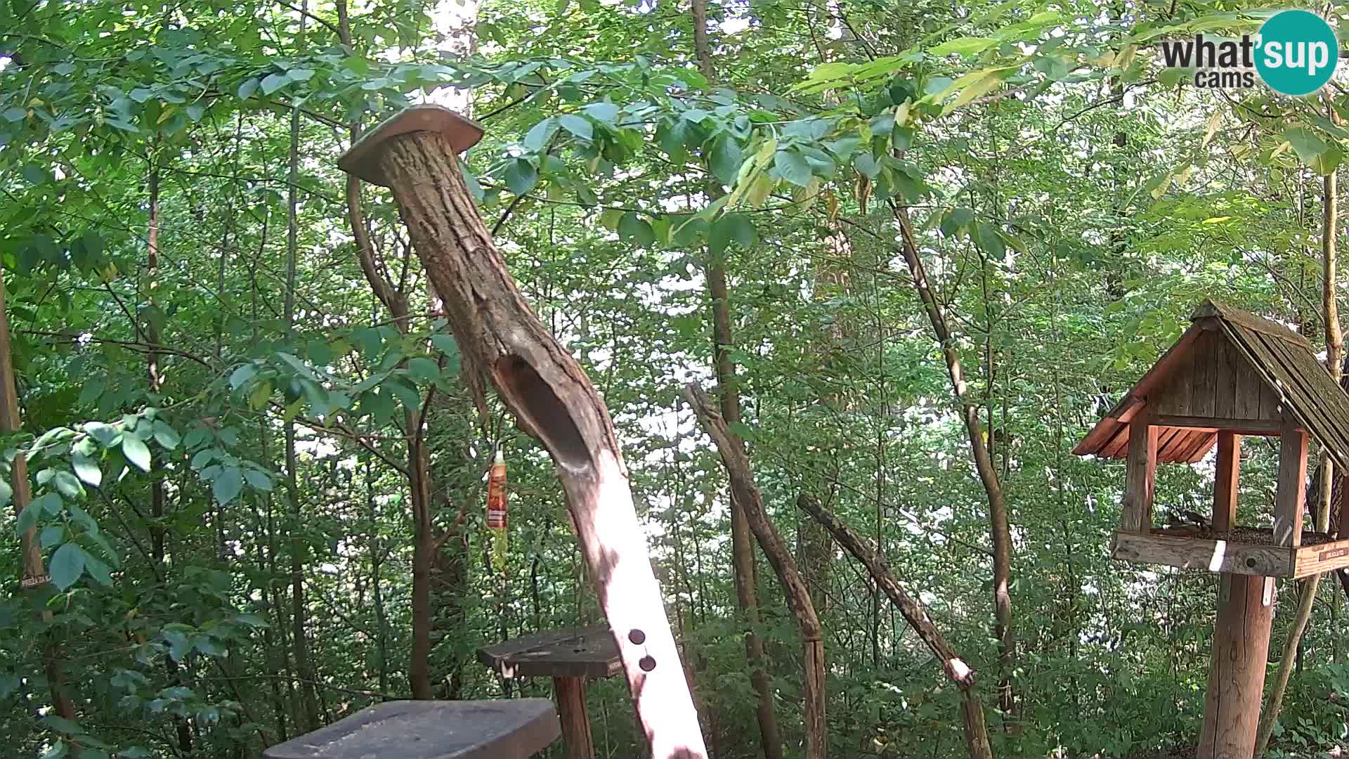 Hranilice za ptice u ZOO web kamera Ljubljana