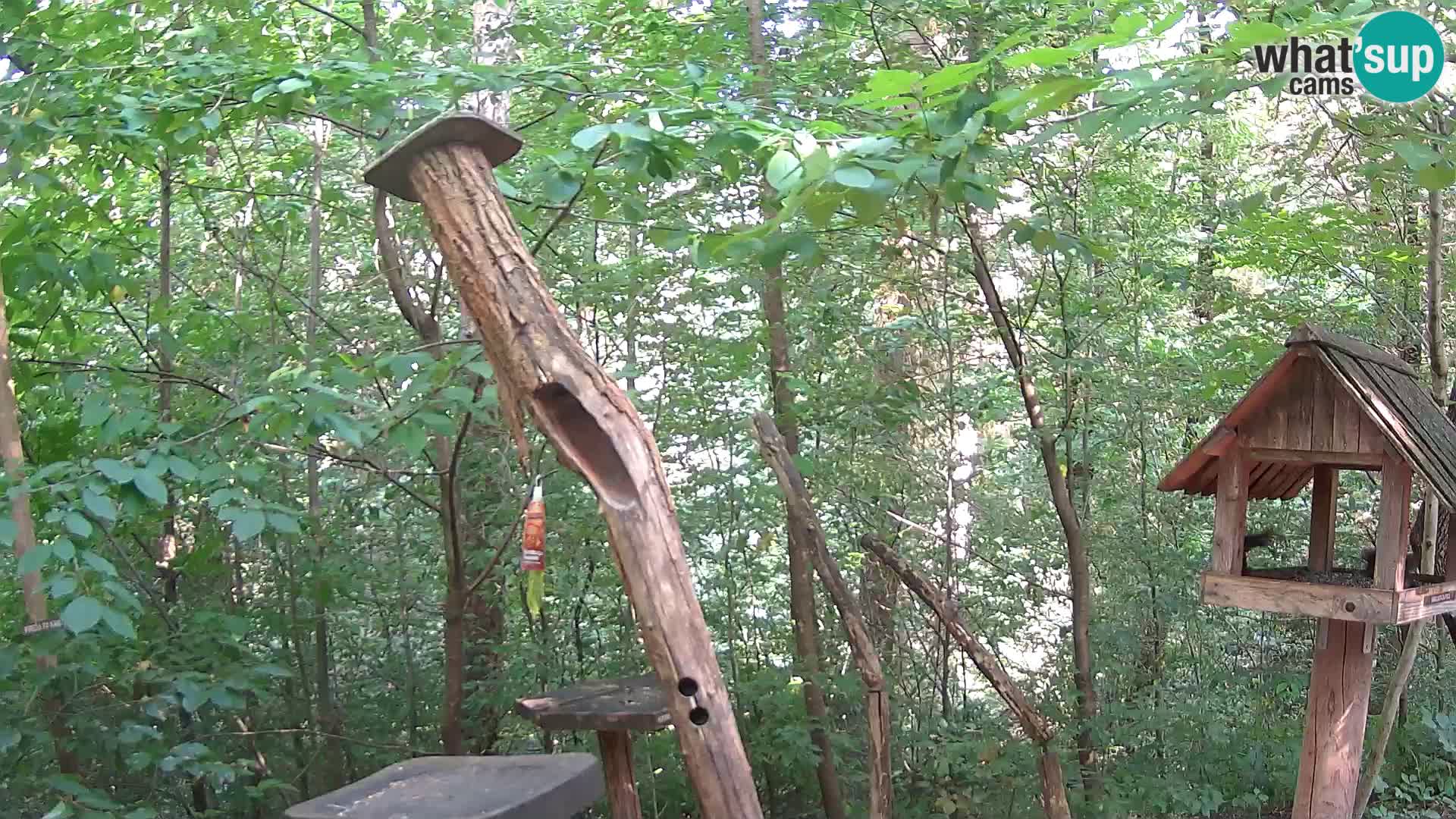 Hranilice za ptice u ZOO web kamera Ljubljana