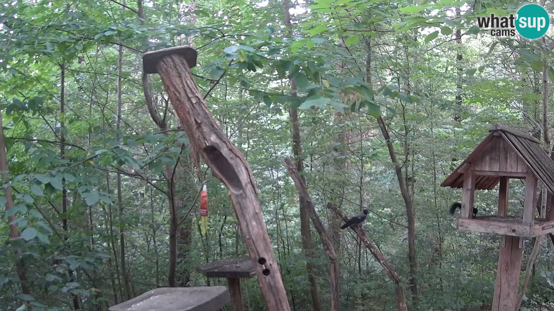 Bird feeders at ZOO Ljubljana webcam