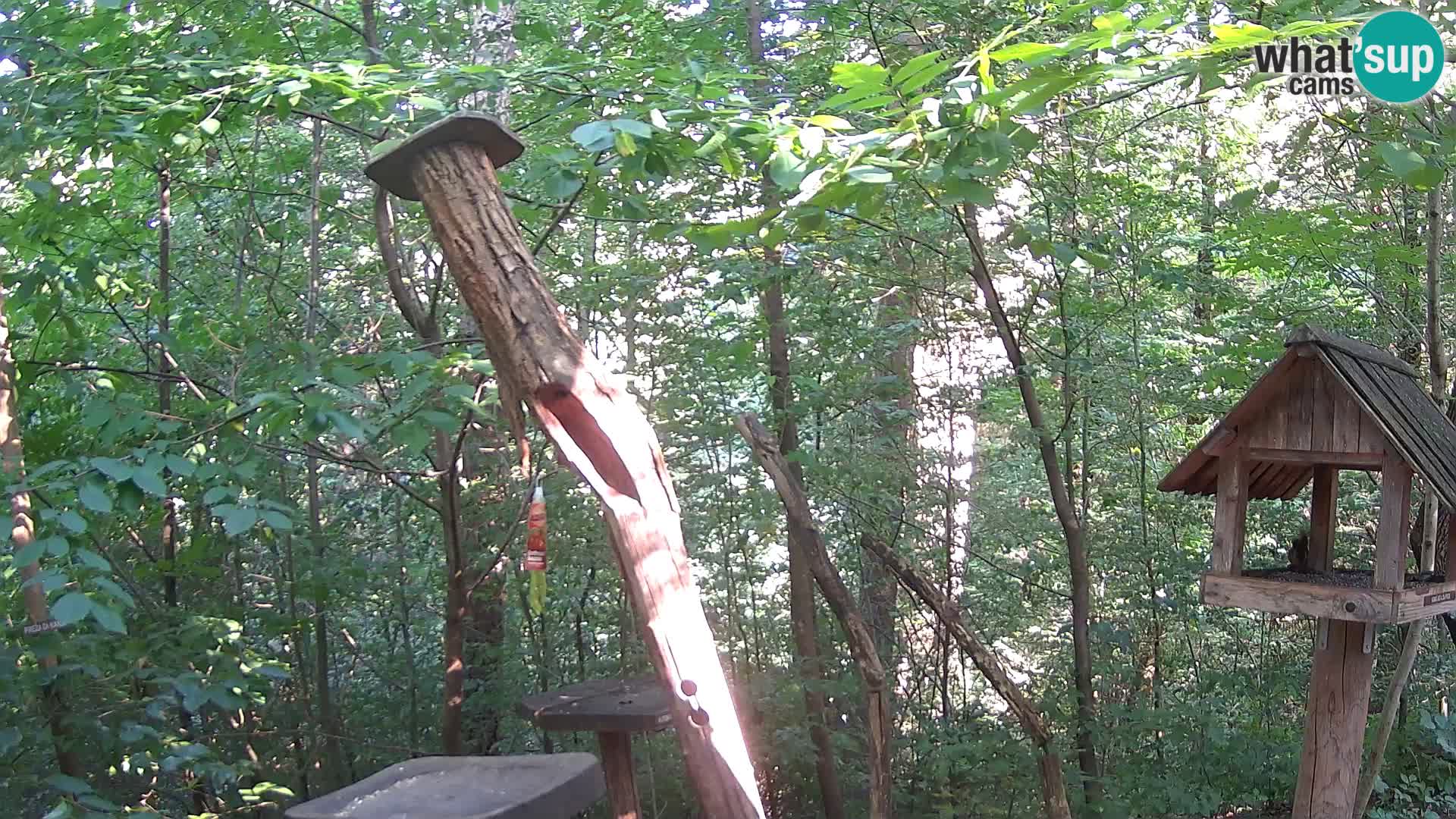 Bird feeders at ZOO Ljubljana webcam
