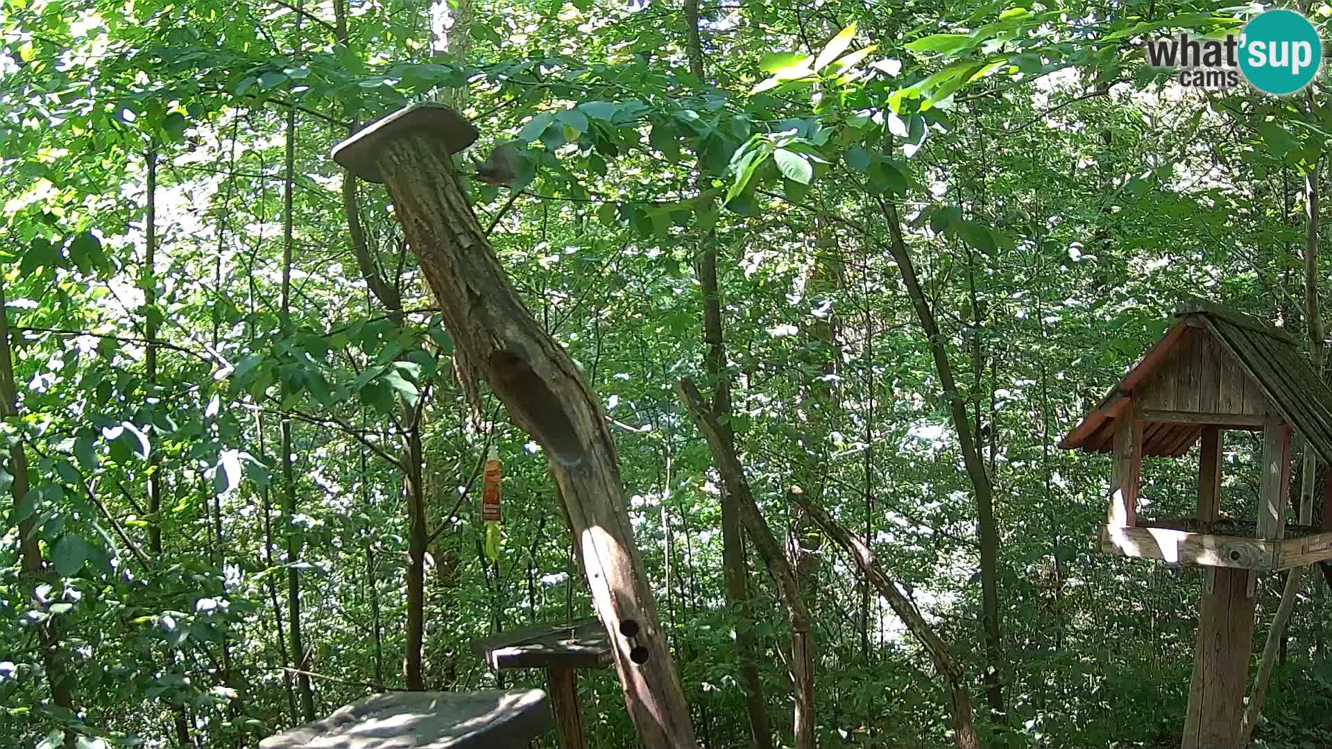 Comederos para pájaros en ZOO Ljubljana camera en vivo