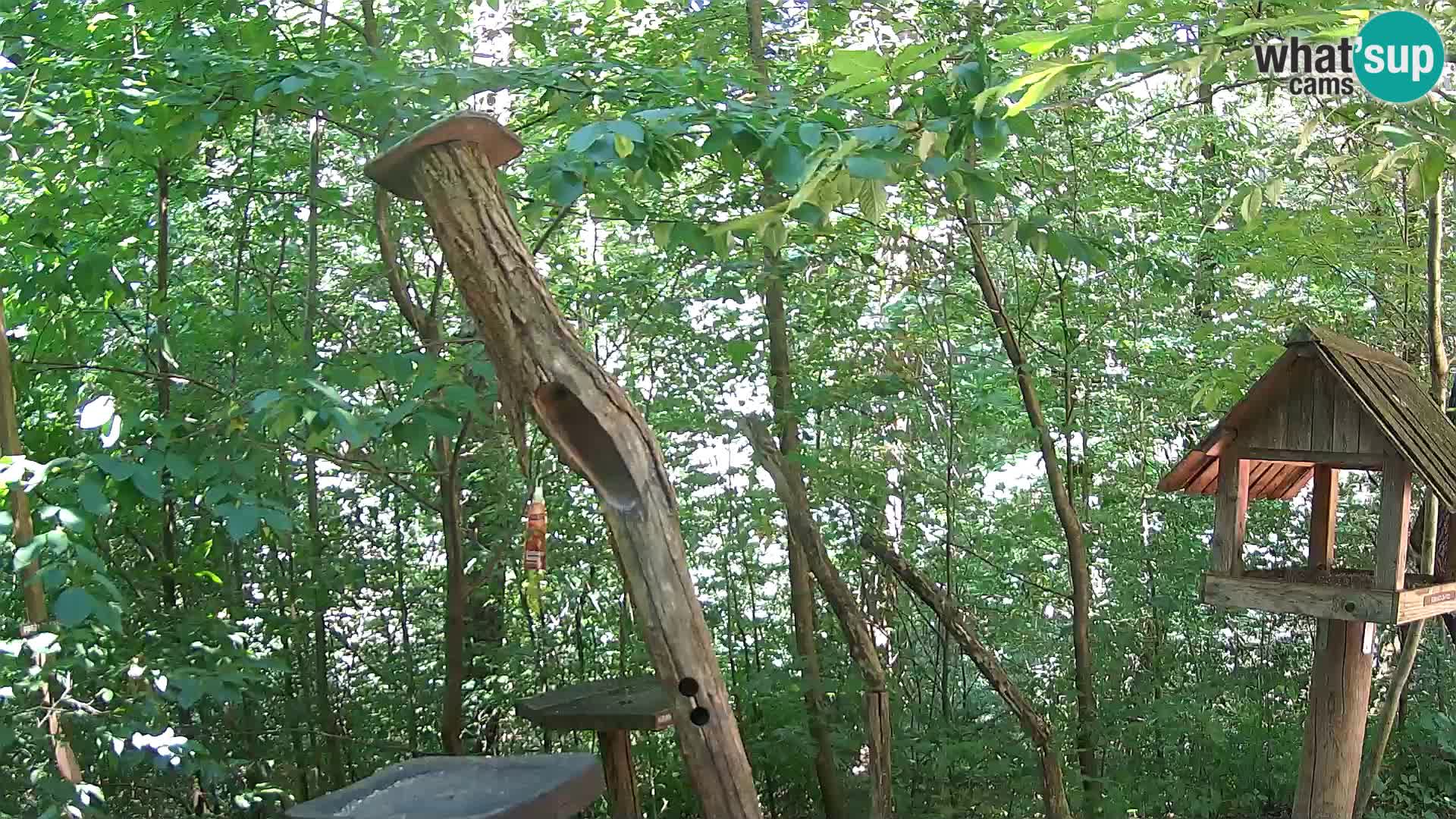 Bird feeders at ZOO Ljubljana webcam
